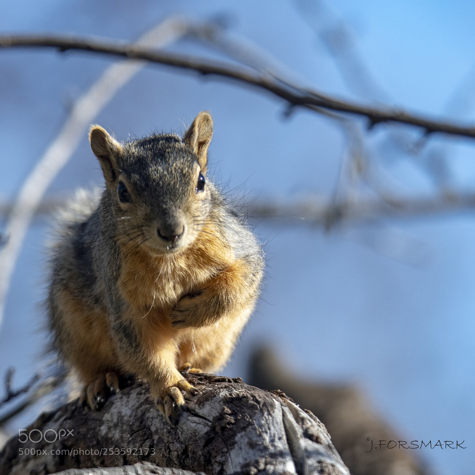 Nikon D500 sample photo. Red gray photography