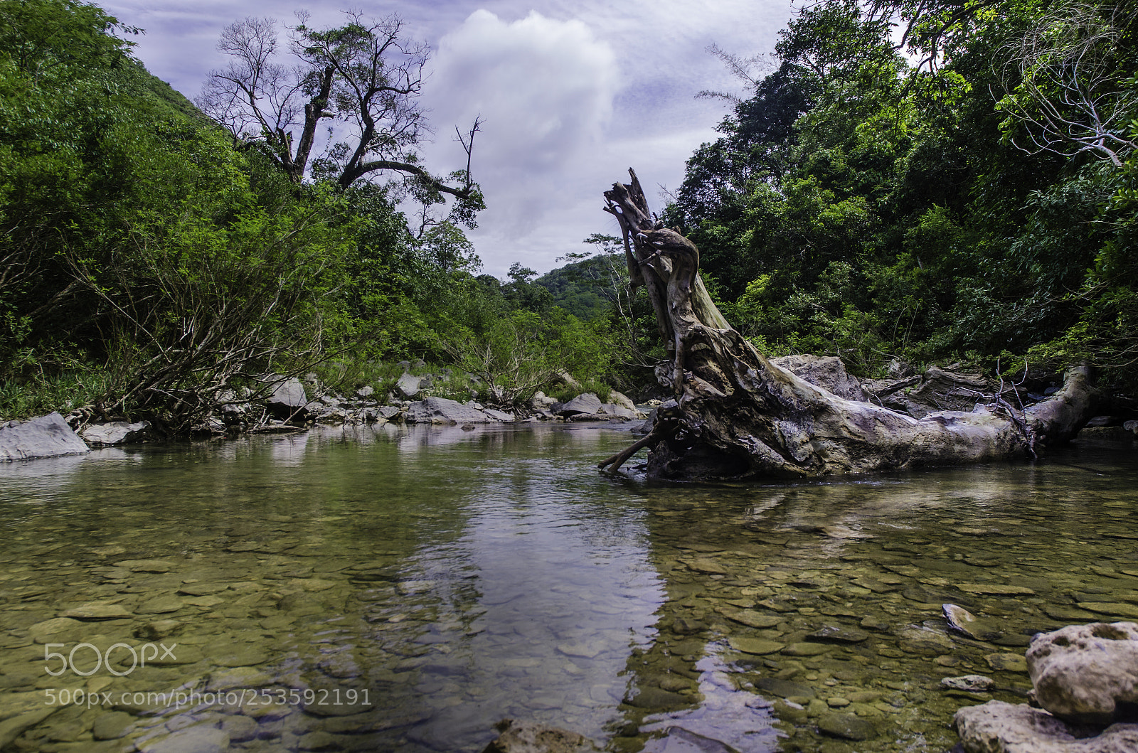Nikon D7000 sample photo. Bonito ms photography