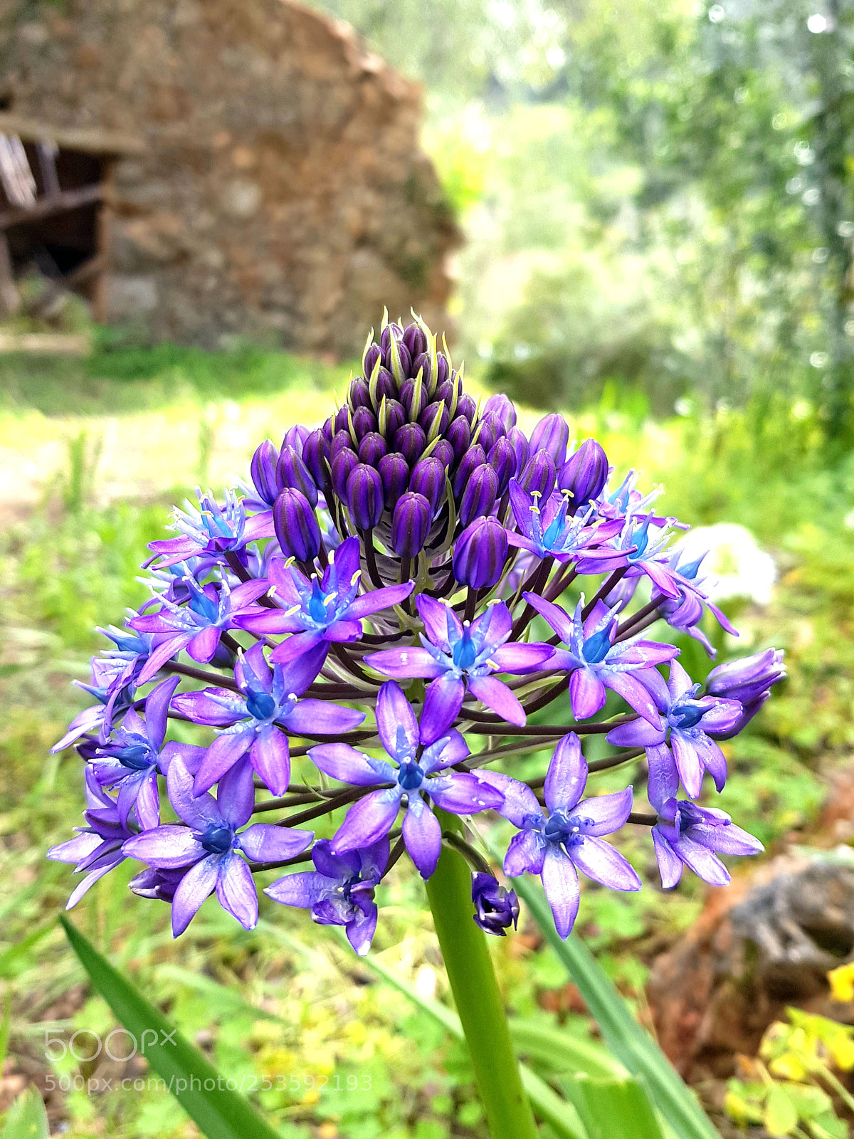 Samsung Galaxy S8 sample photo. Wild but  sweet?? photography