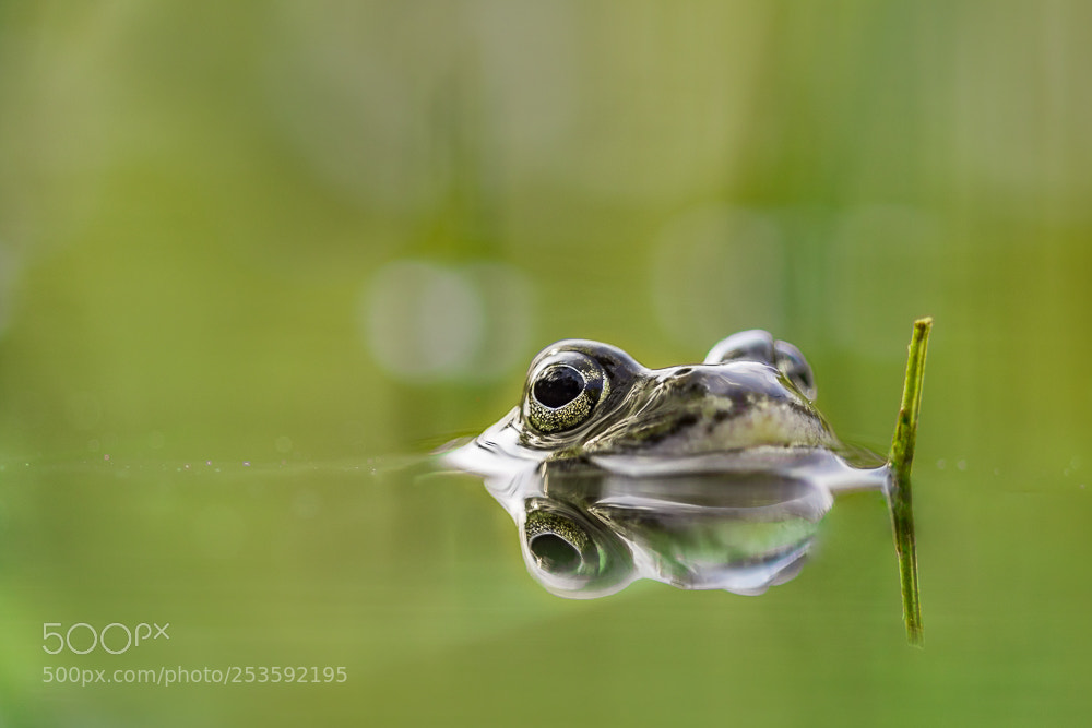 Nikon D500 sample photo. Spring at the pond photography