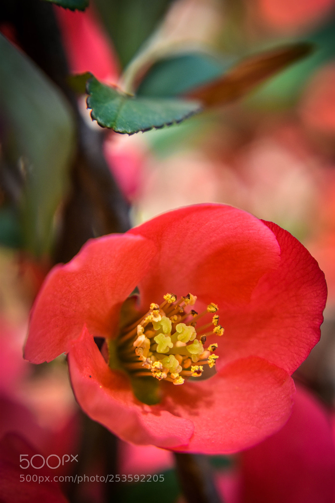 Nikon D5500 sample photo. F2 photography