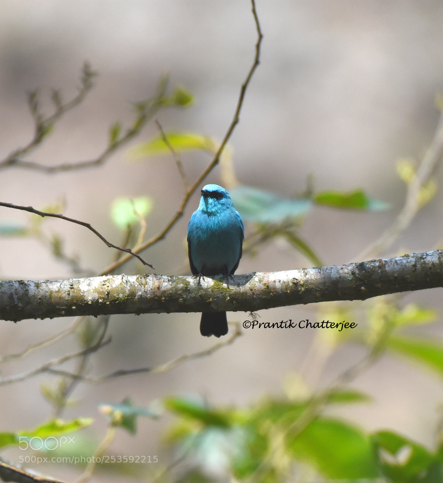 Nikon D7200 sample photo. Verditer flycatcher photography