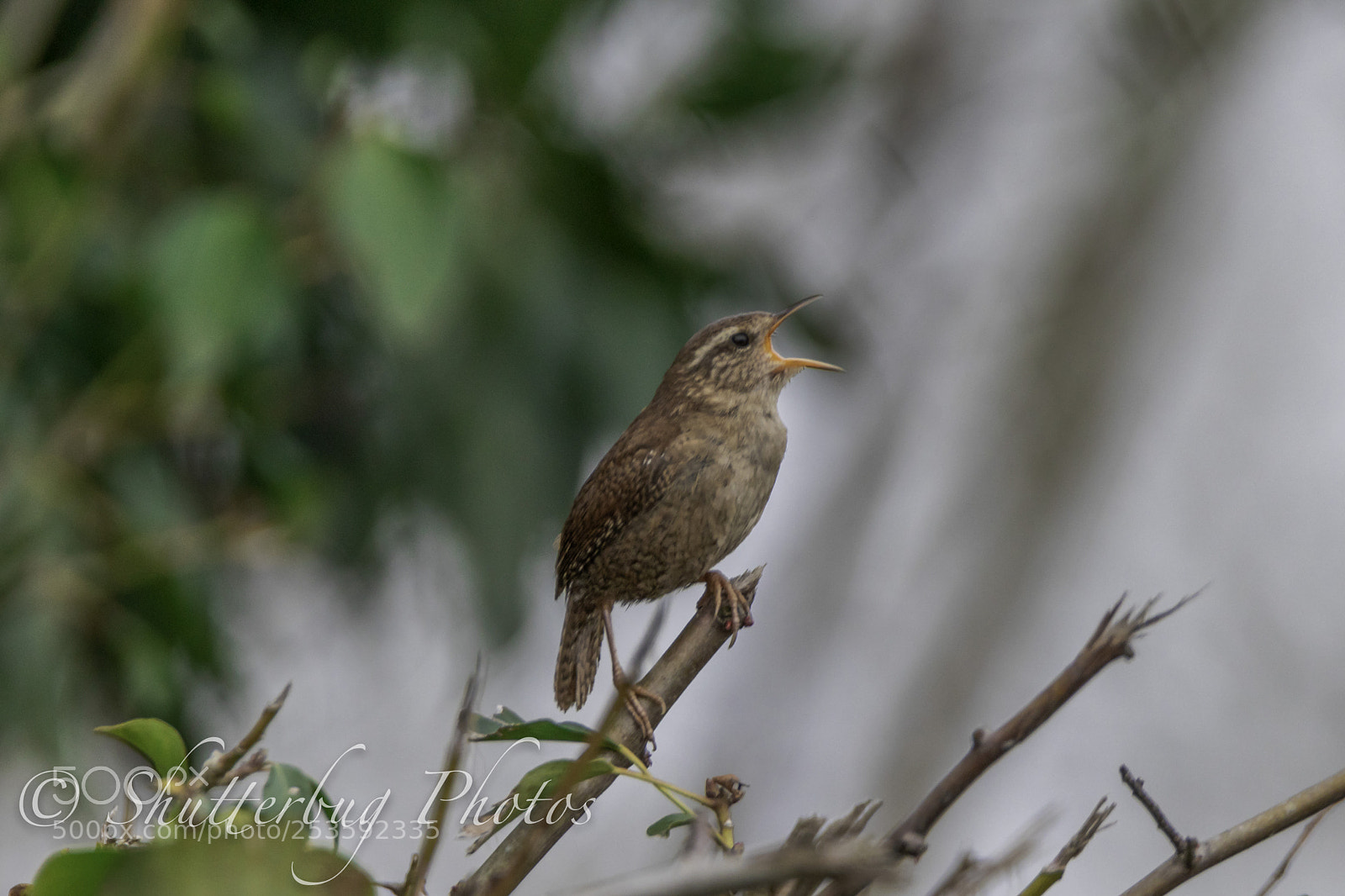 Canon EOS 80D sample photo. Clumber wren photography