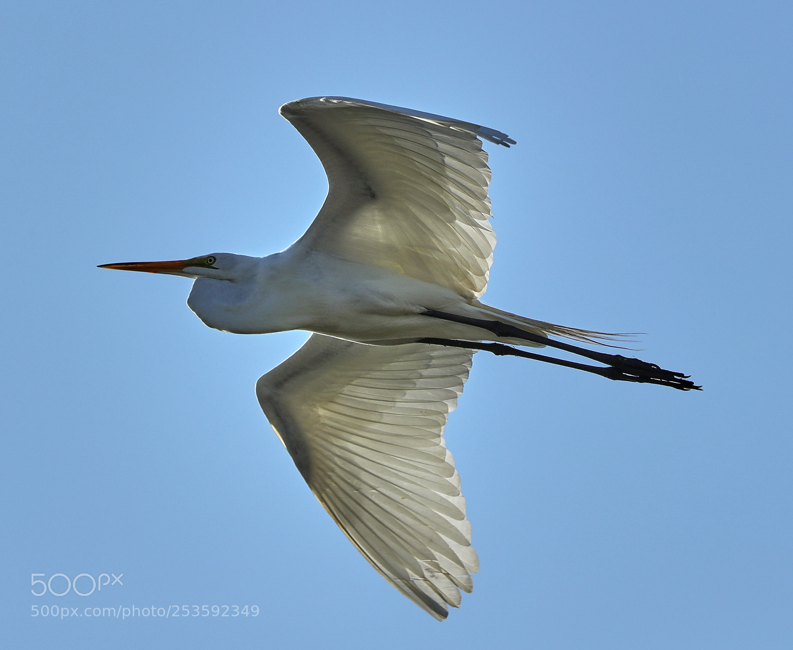 Canon EOS-1D X Mark II sample photo. 04-14-18-0012467.jpg photography