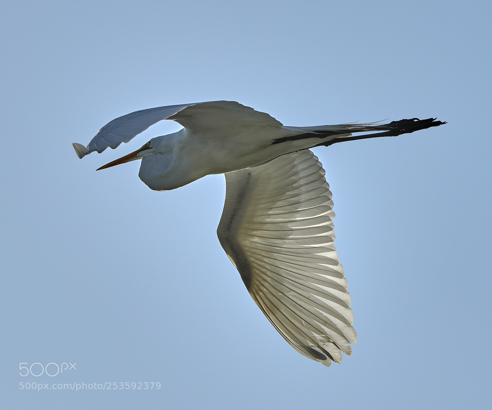 Canon EOS-1D X Mark II sample photo. 04-14-18-0012466.jpg photography