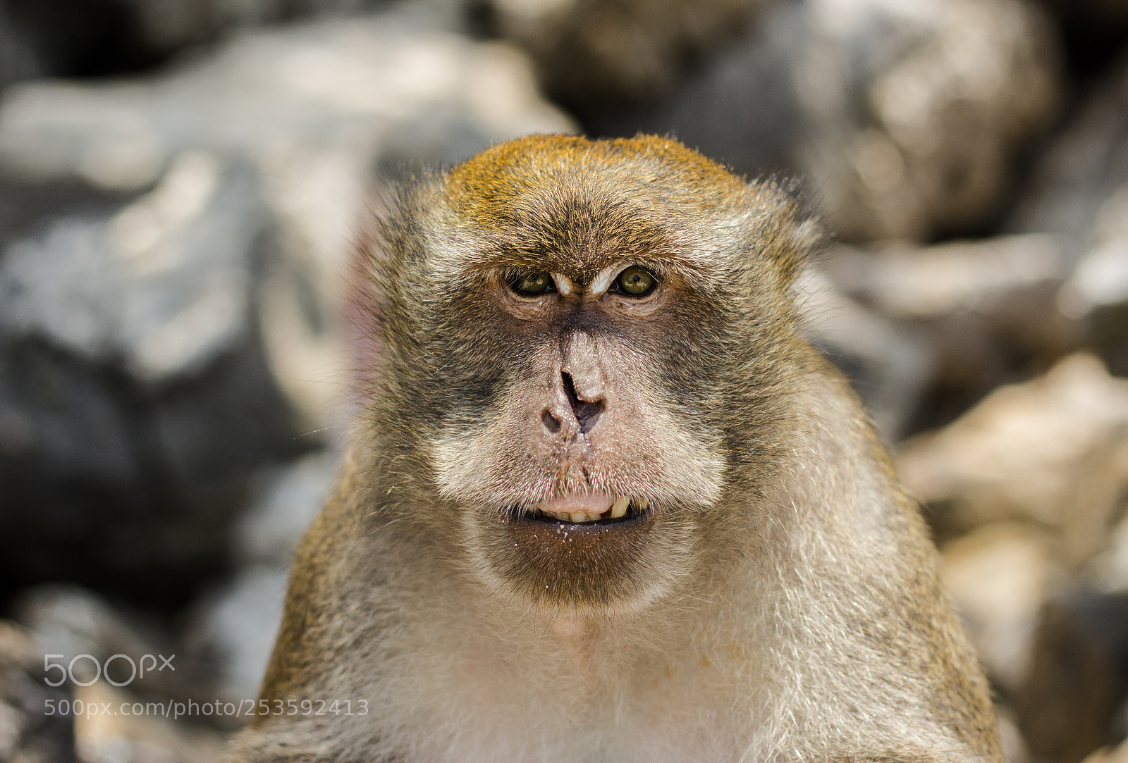 Canon EOS 700D (EOS Rebel T5i / EOS Kiss X7i) sample photo. Monkey island in 50mm photography