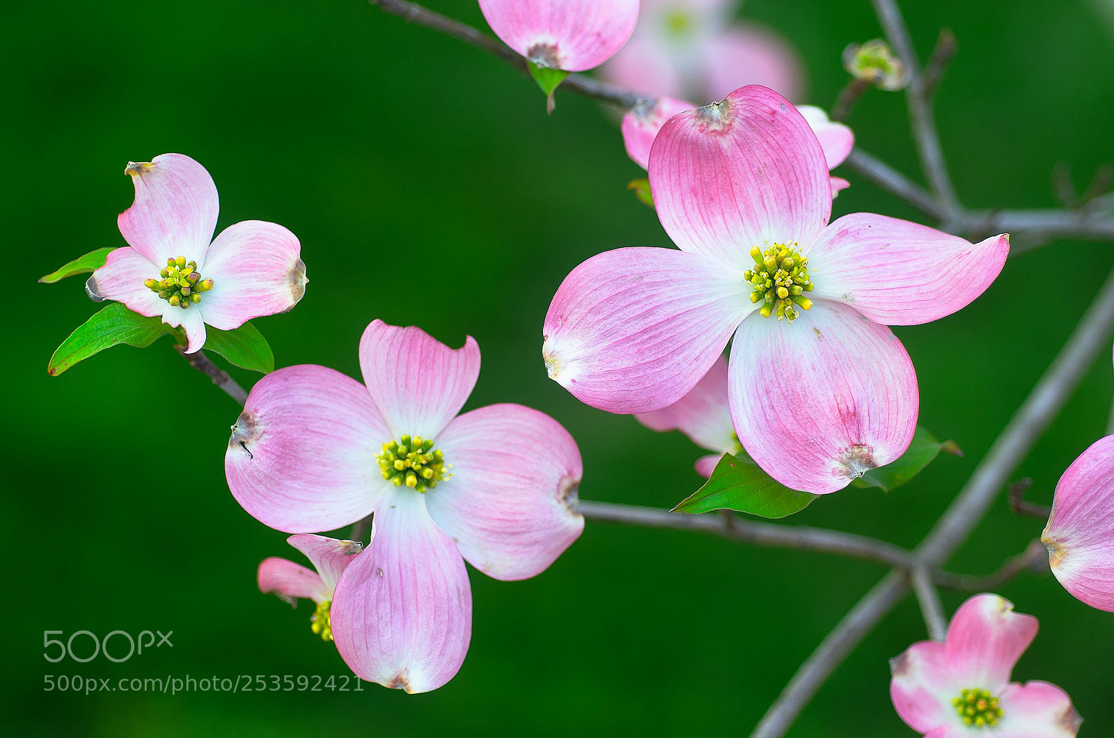 Nikon D7000 sample photo. More dogwoods photography