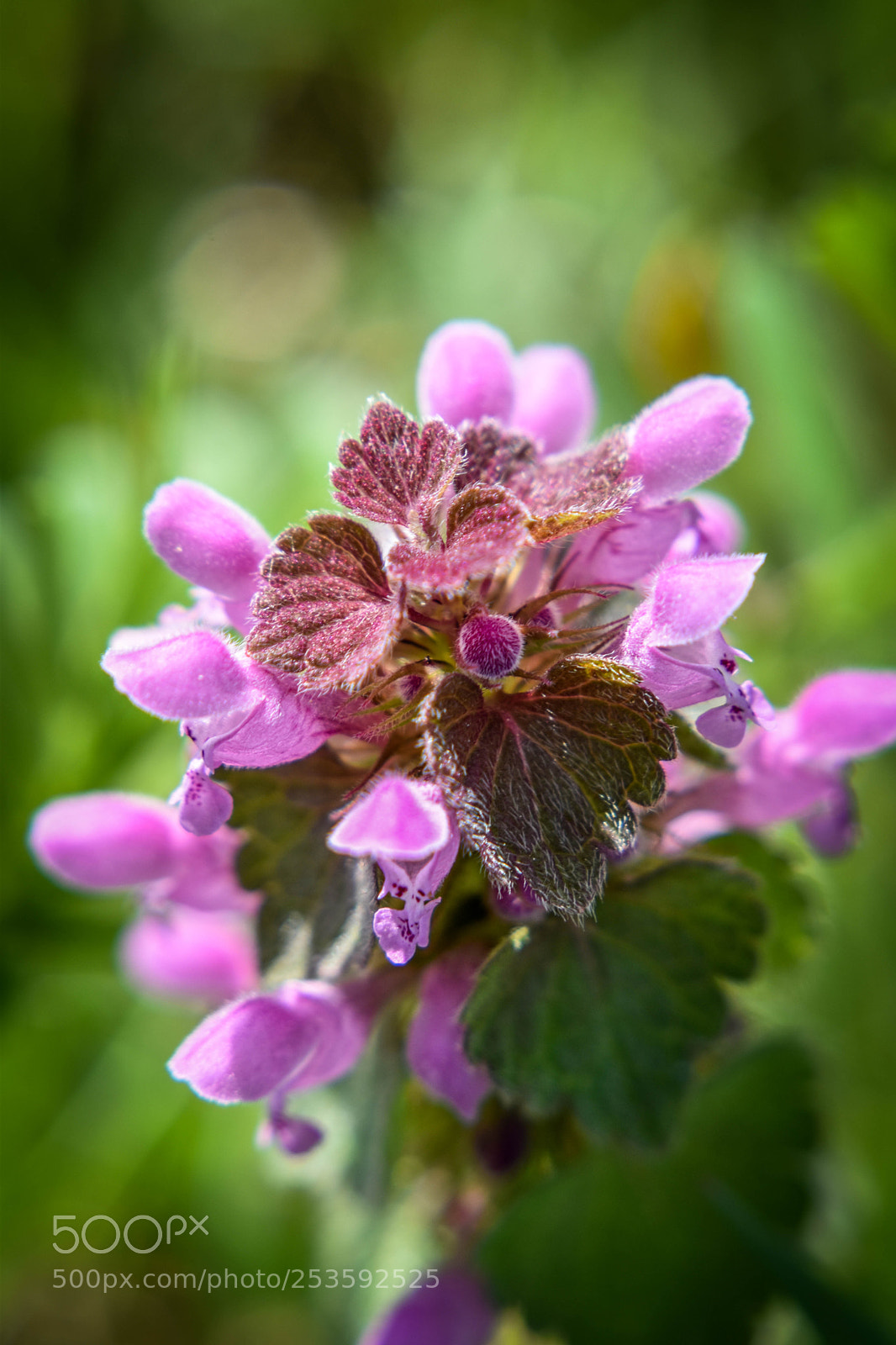 Nikon D5500 sample photo. F3 photography
