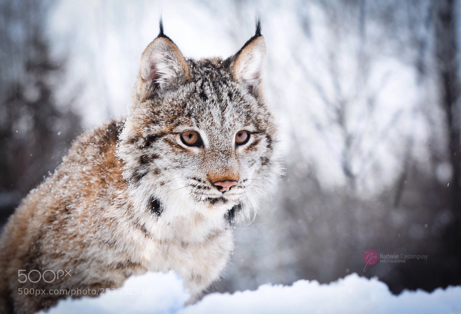 Nikon D7100 sample photo. Petit lynx photography