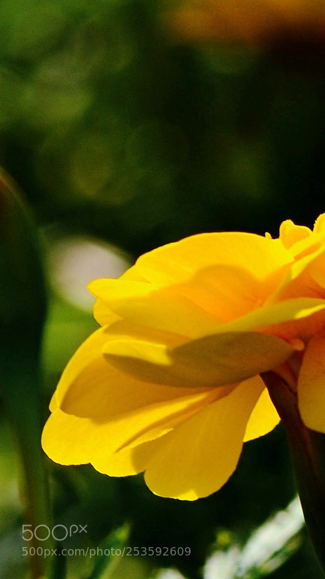 Nikon D7100 sample photo. Gnttt photography