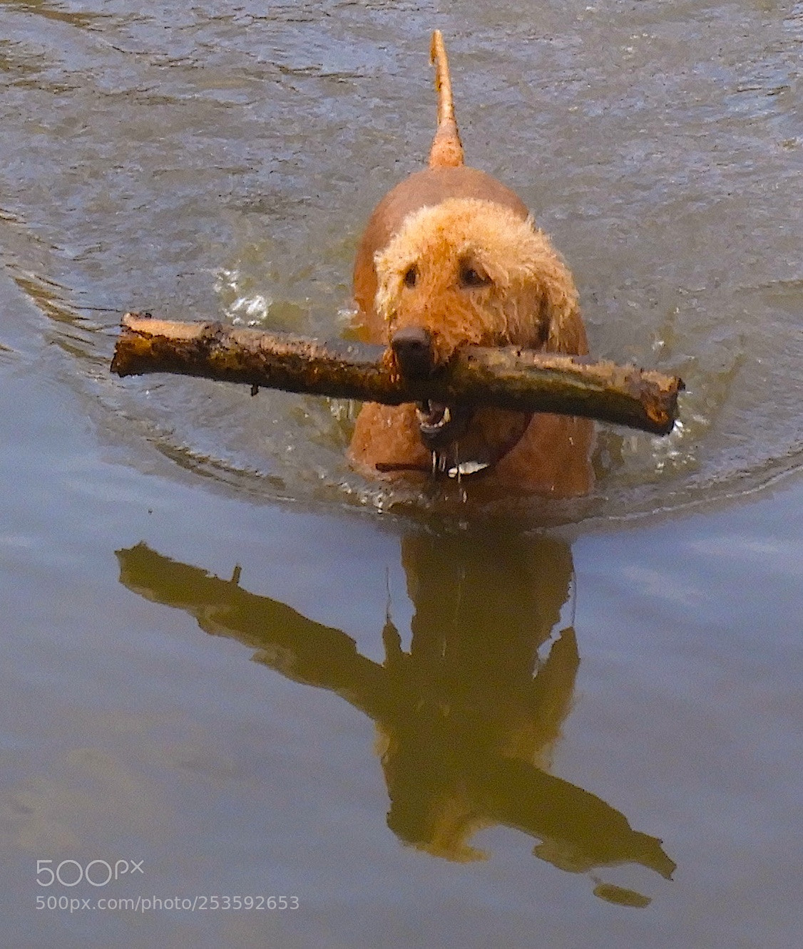 Nikon Coolpix B700 sample photo. Dog fetching photography