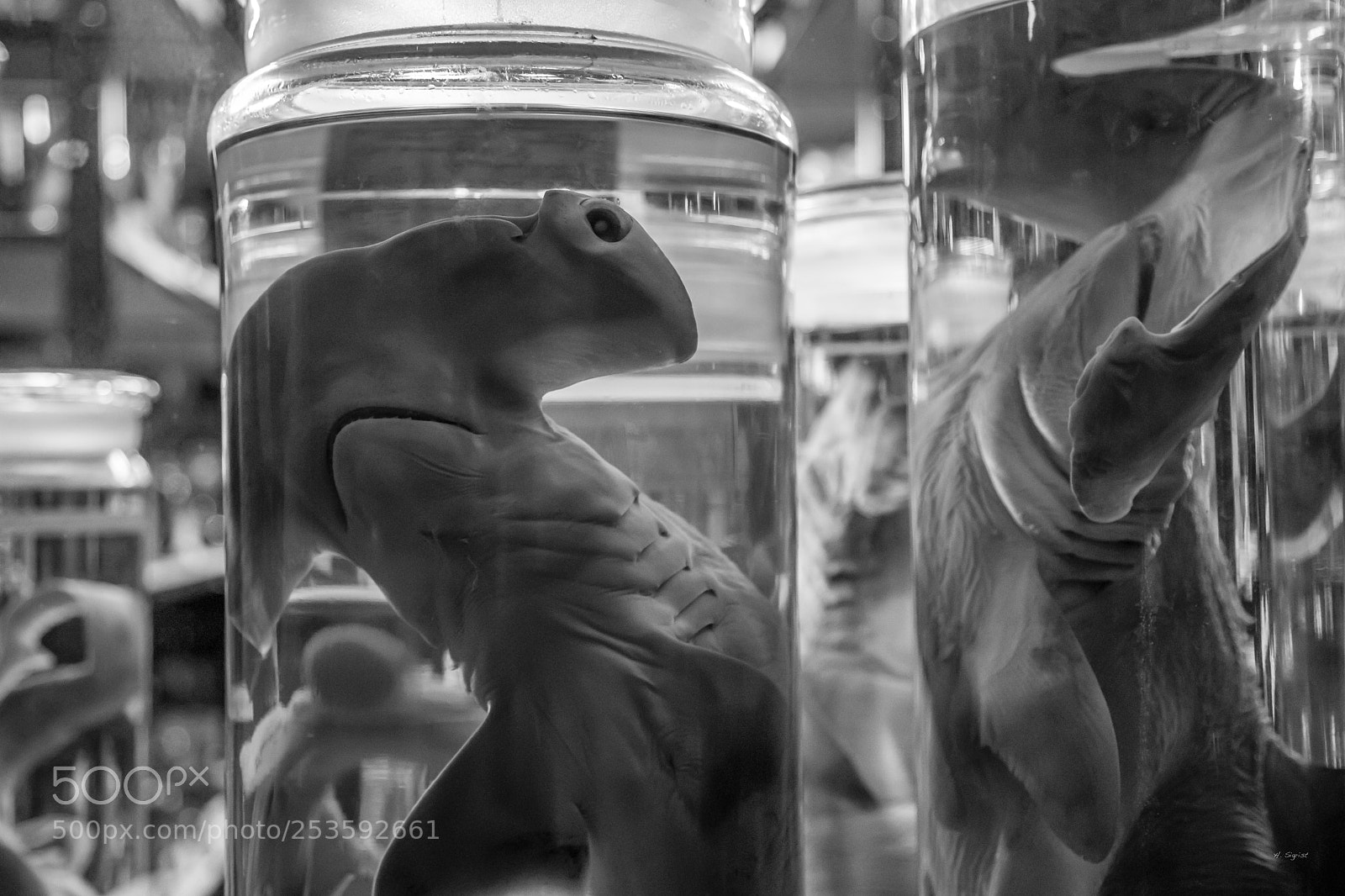 Canon EOS 6D Mark II sample photo. Scream of creatures photography
