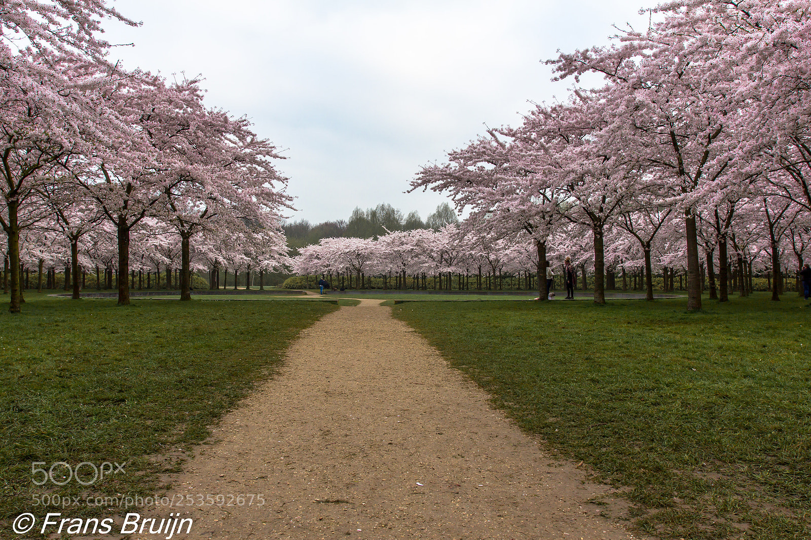 Canon EOS 60D sample photo. Aalsmeer cherryblossom photography