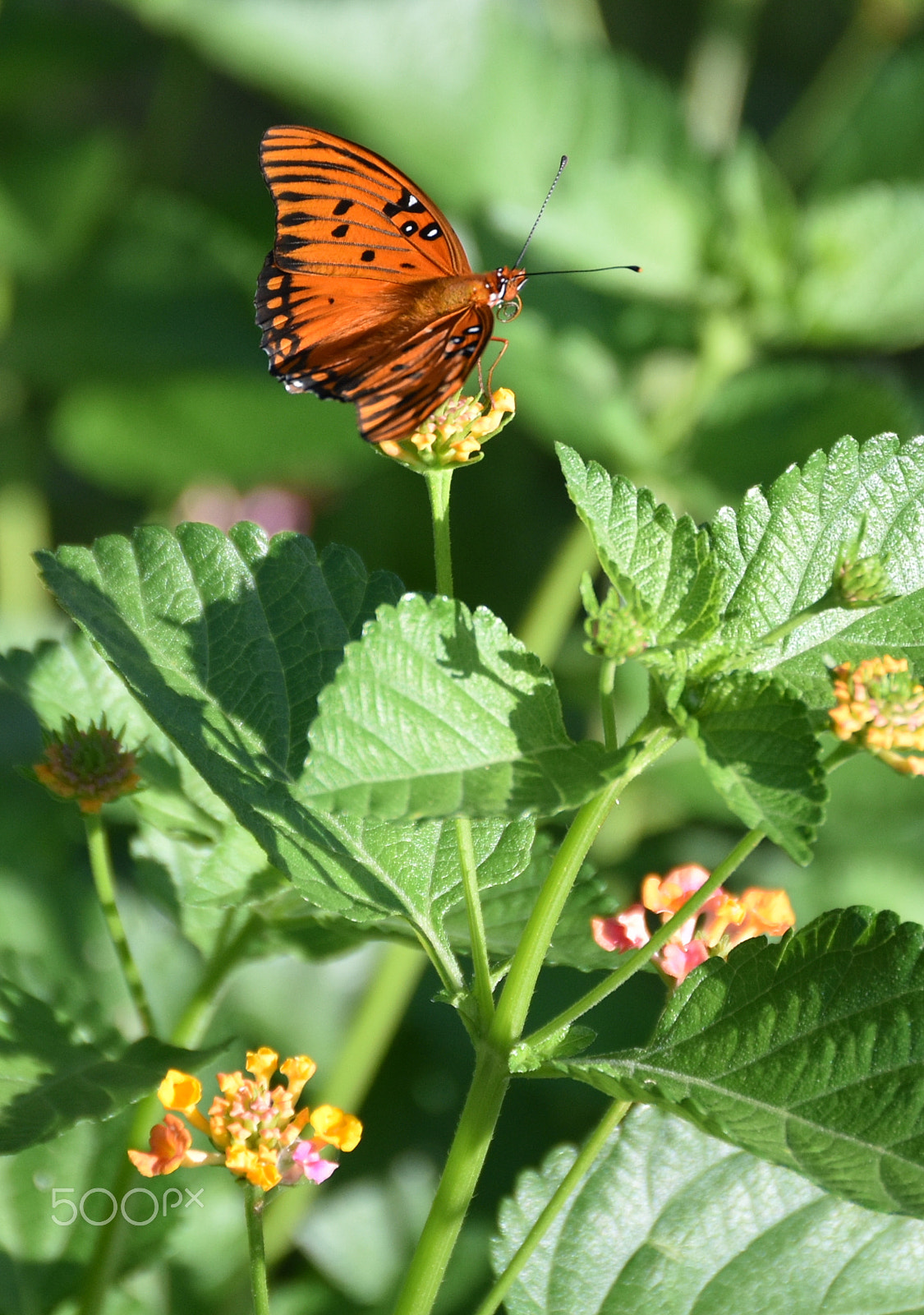Nikon D5500 sample photo. Adult gulf fritillary butterfly on lantana photography