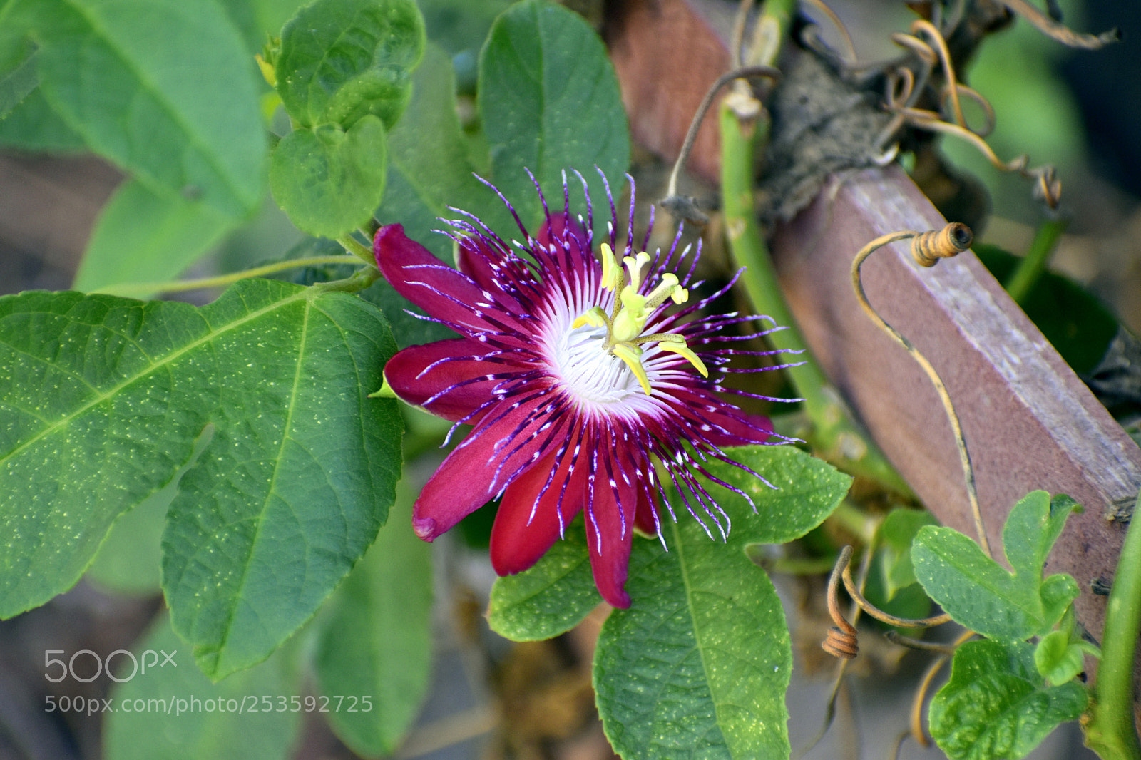 Nikon D5500 sample photo. Passion flower vine lady photography