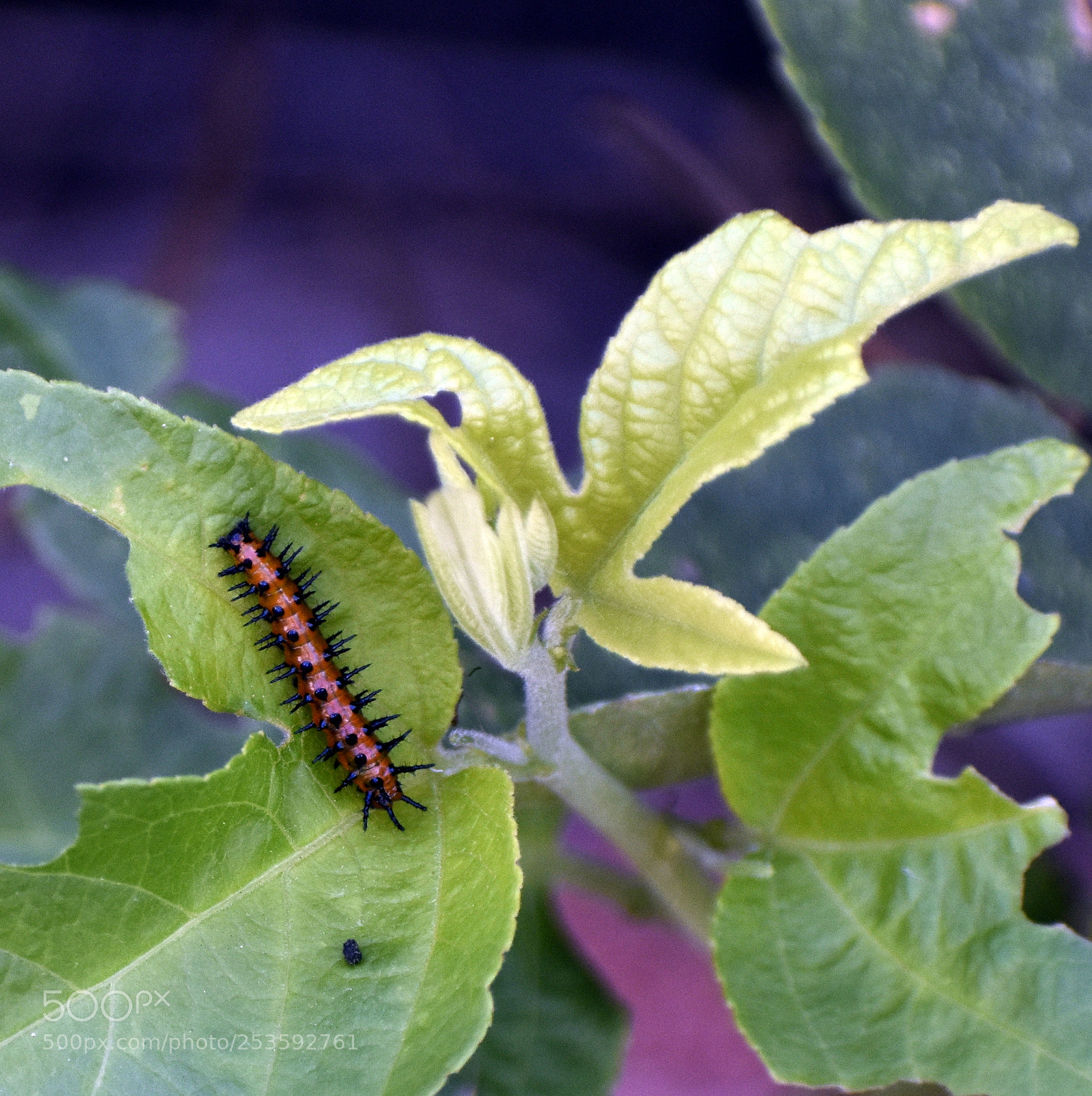 Nikon D5500 sample photo. Gulf fritillary caterpillar photography