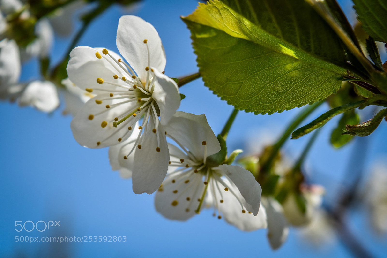 Nikon D5500 sample photo. F4 photography