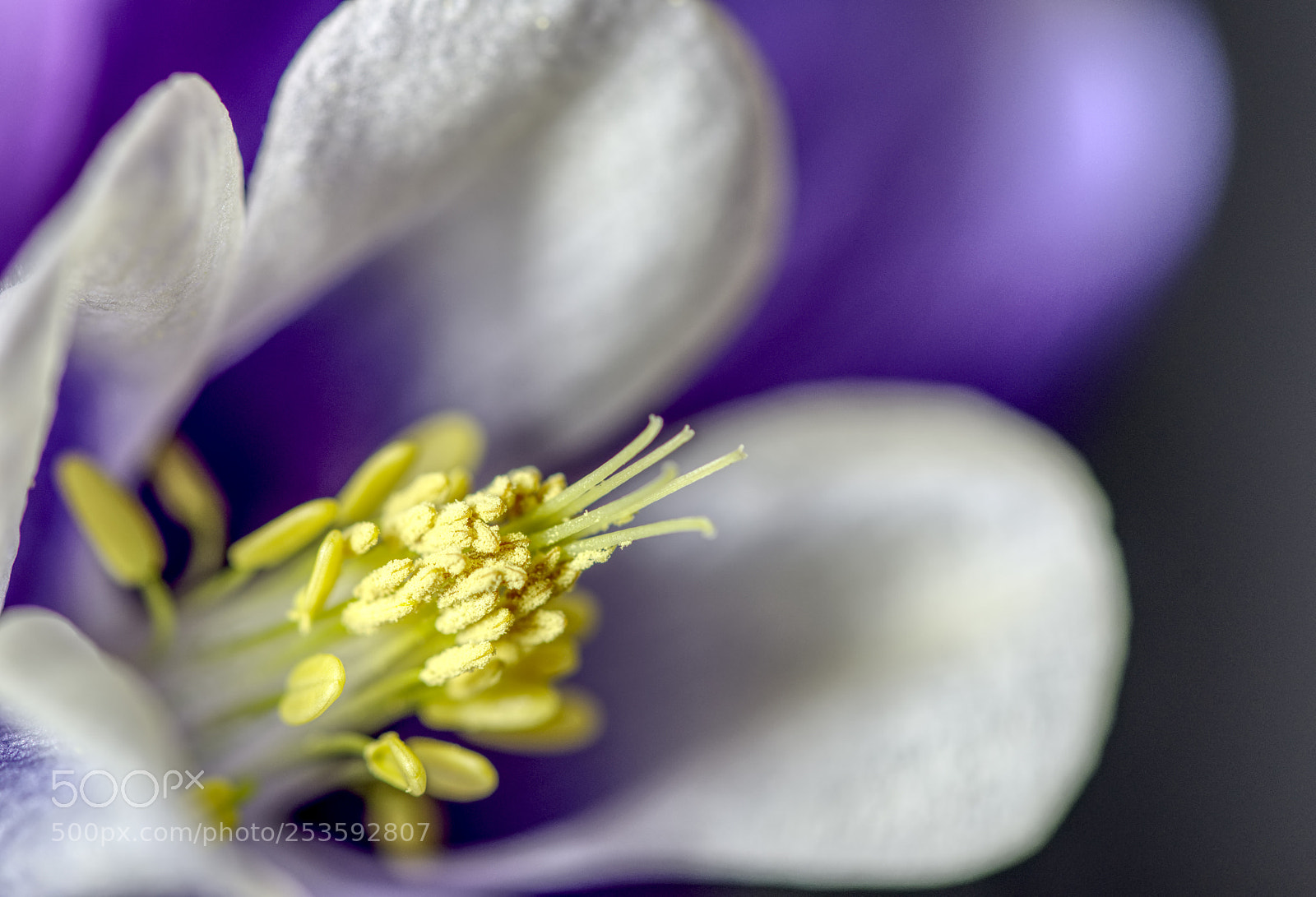 Nikon D7000 sample photo. Flower photography