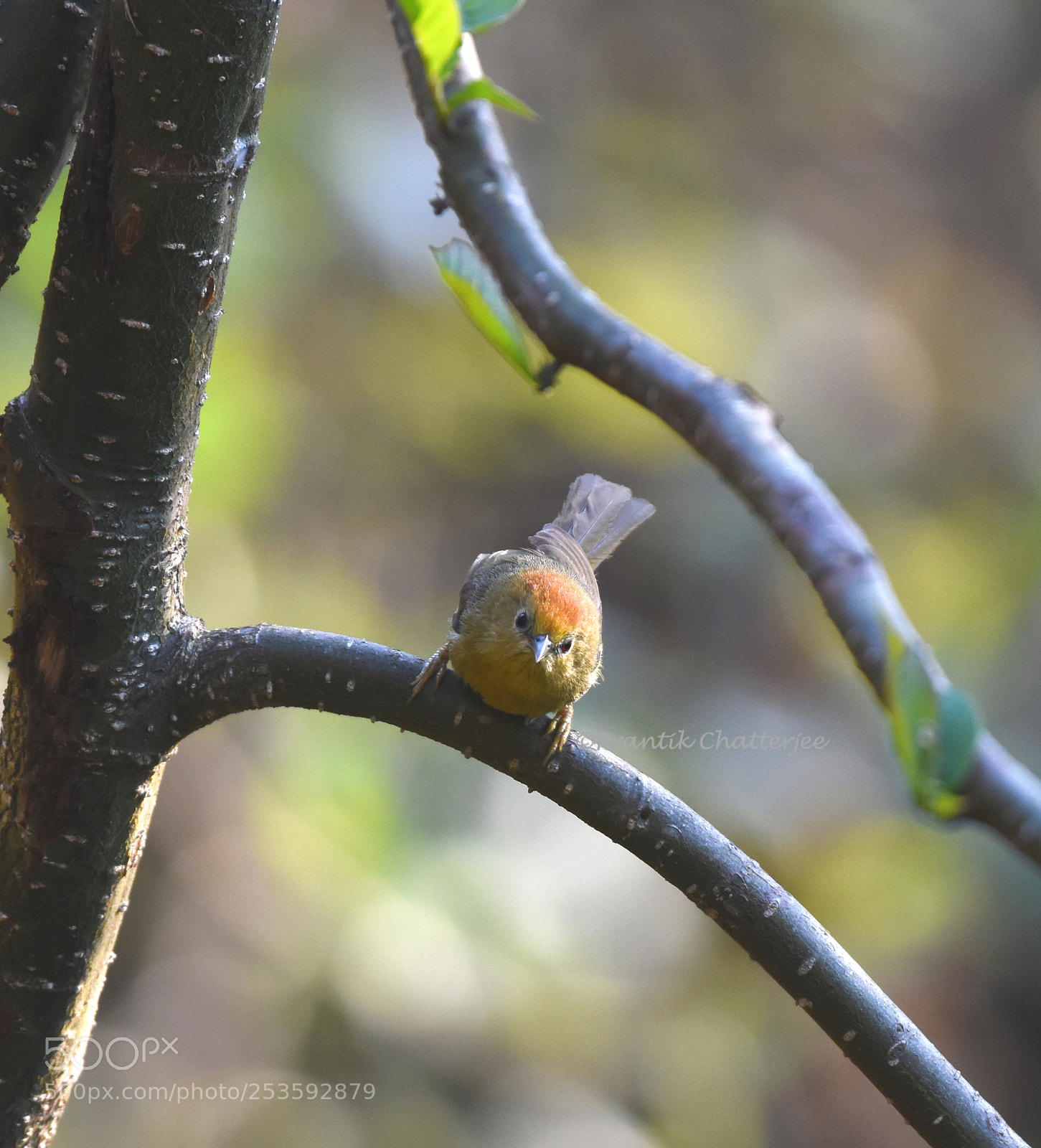 Nikon D7200 sample photo. Rufous capped babbler photography