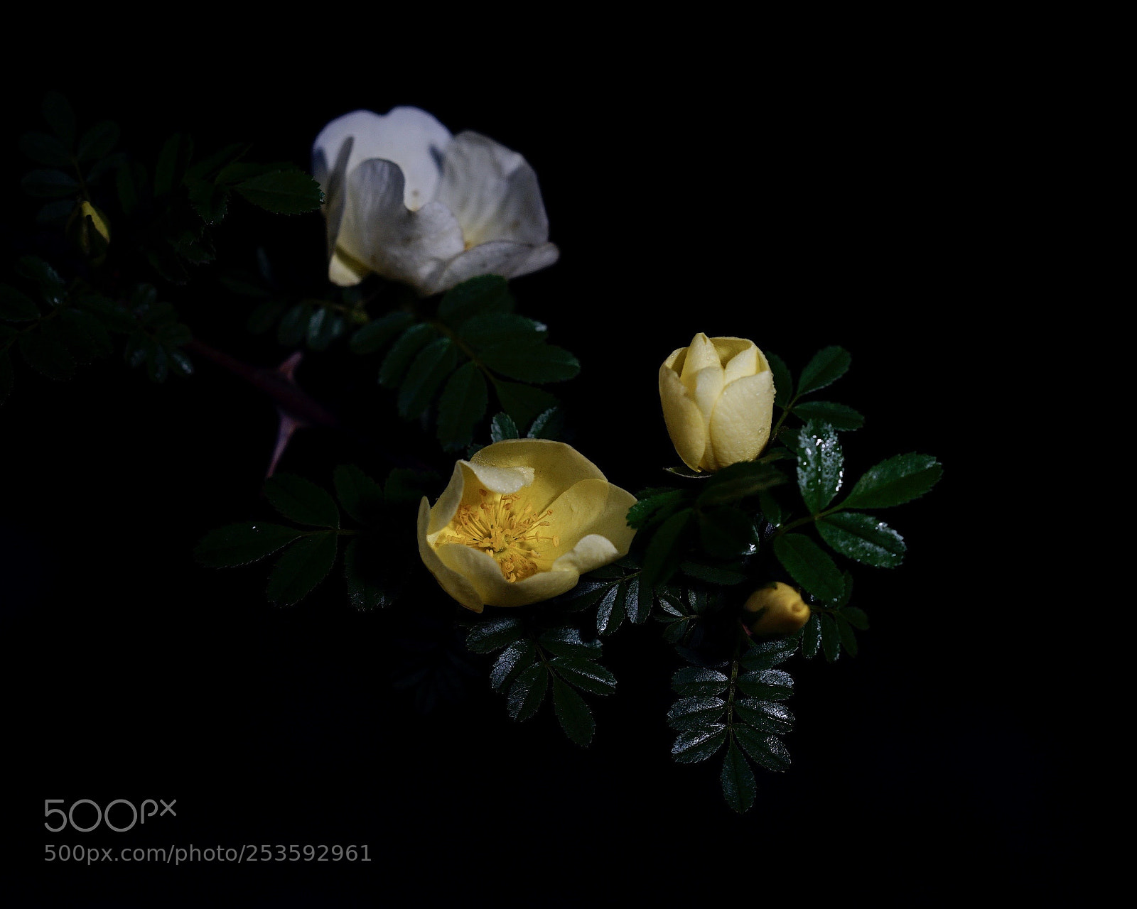Sony a7 II sample photo. 花開次第 photography