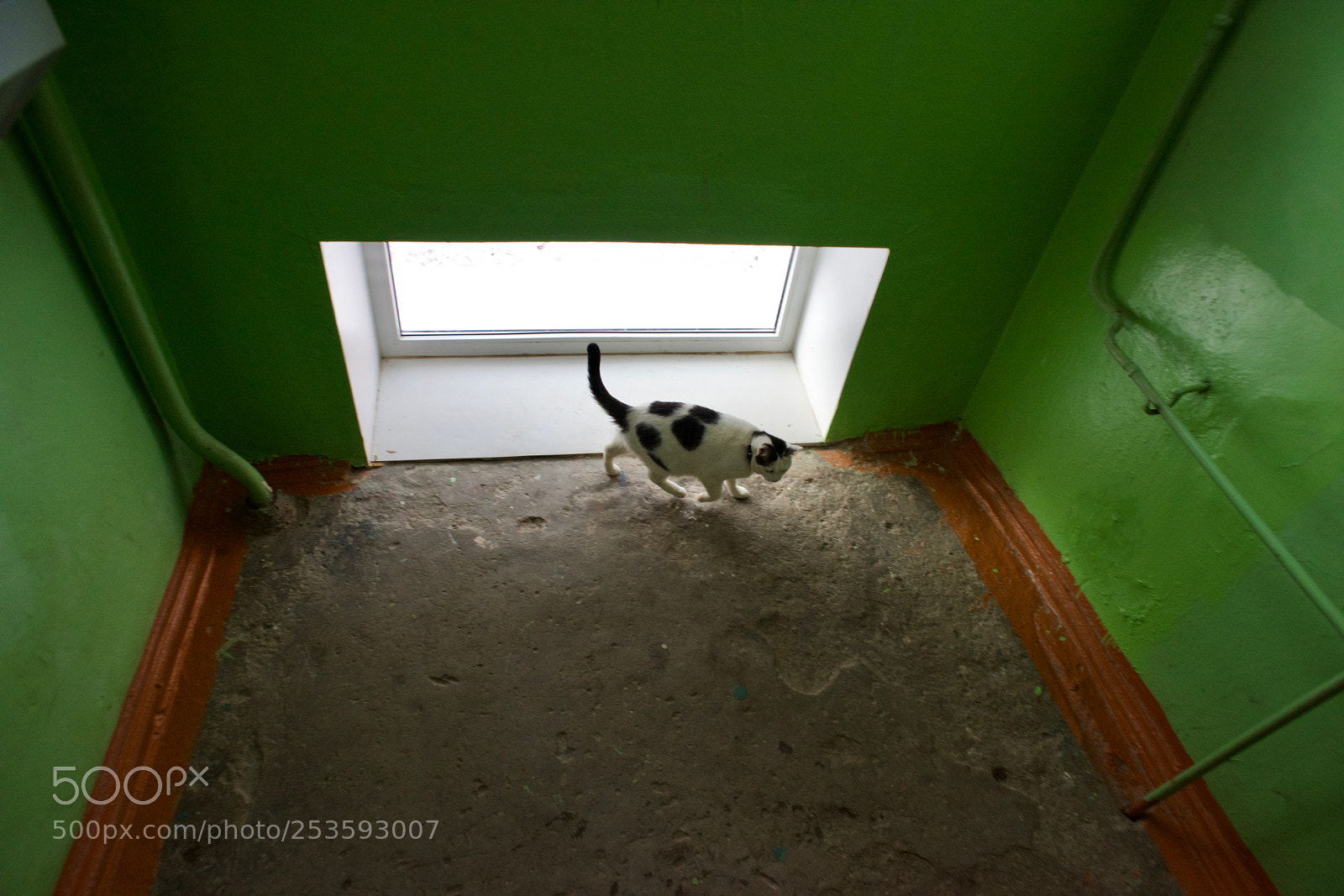 Nikon D810 sample photo. The cat photography