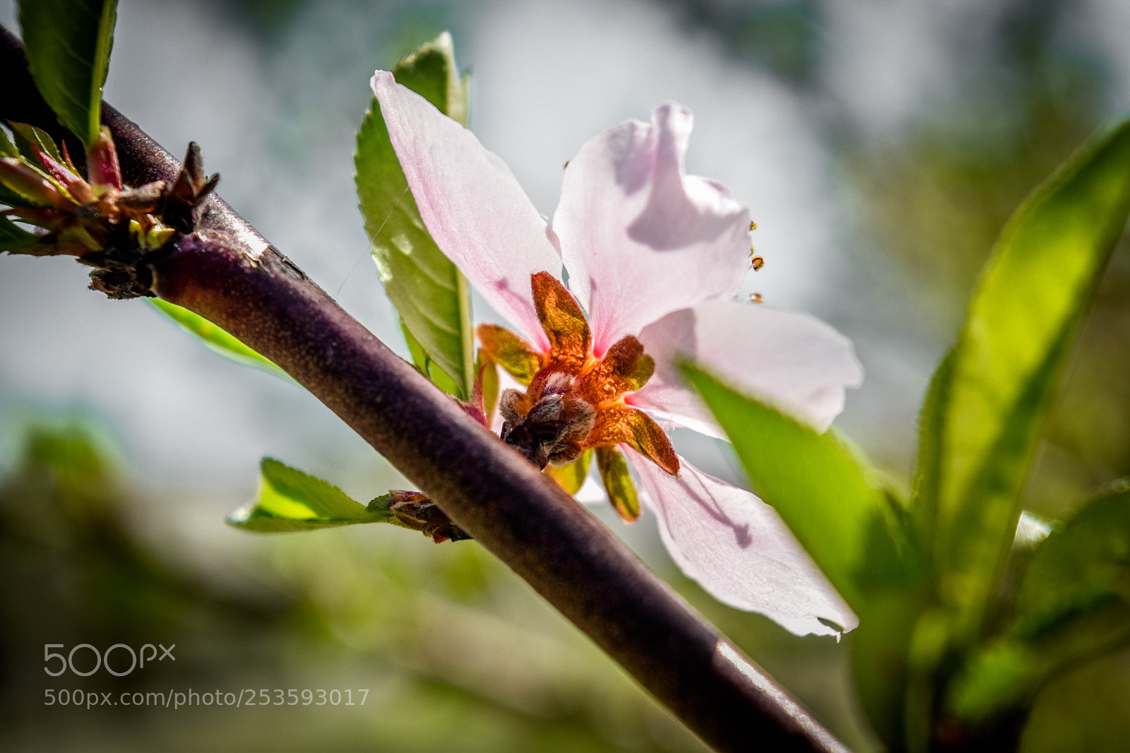 Nikon D5500 sample photo. F5 photography