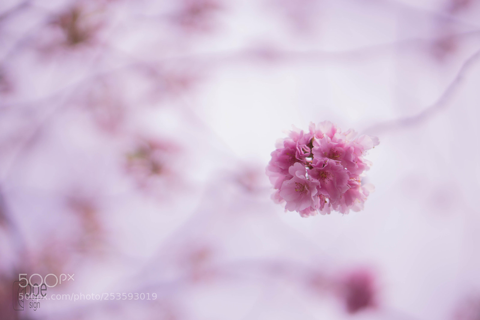 Sony a6000 sample photo. Cherryblossom in zug photography