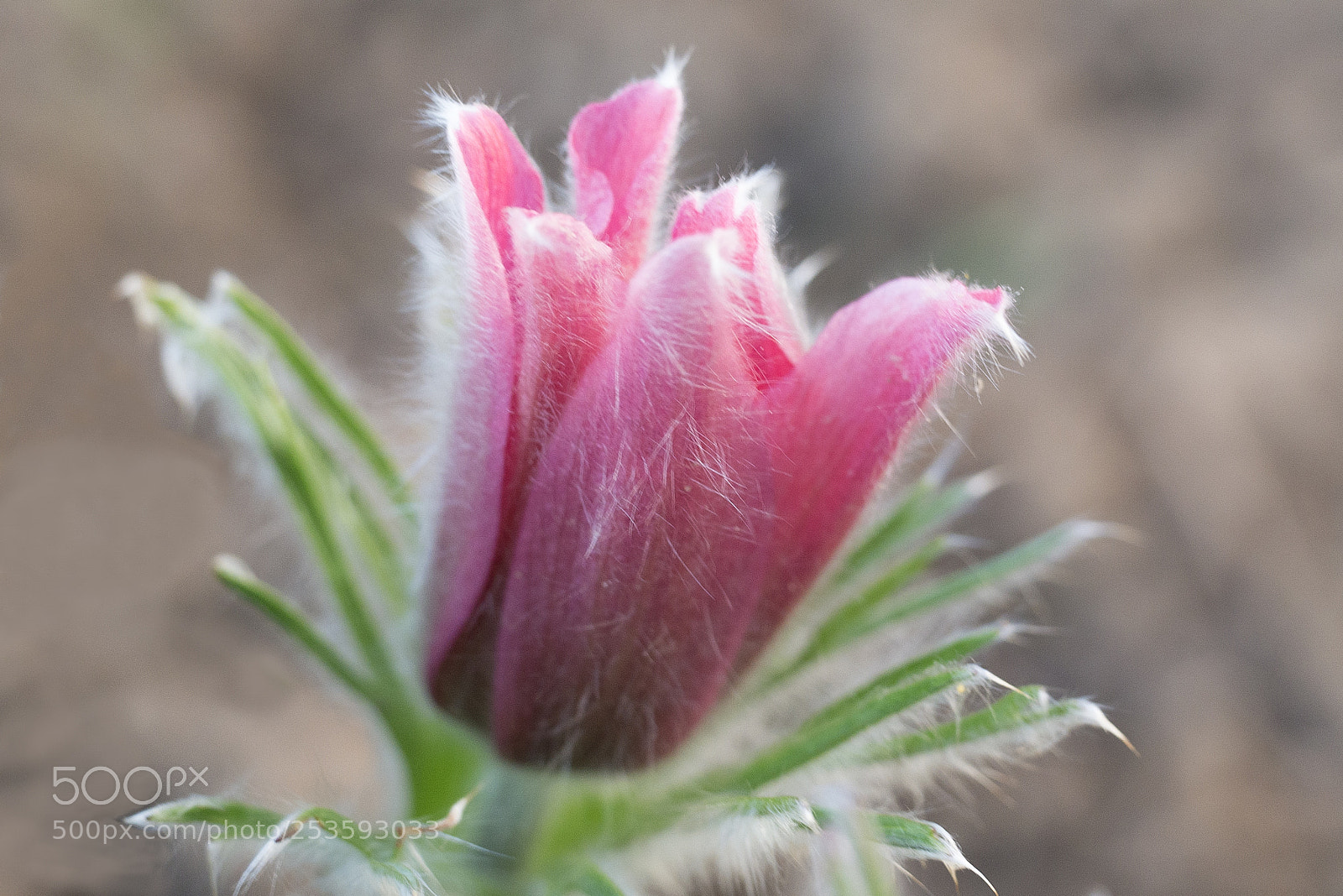 Panasonic DMC-G70 sample photo. Pink spring flower photography