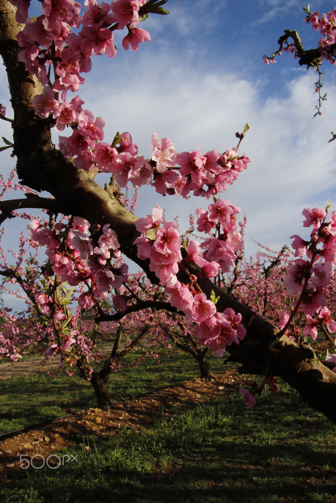 Canon EOS 80D sample photo. Peach trees flowers in aitona photography