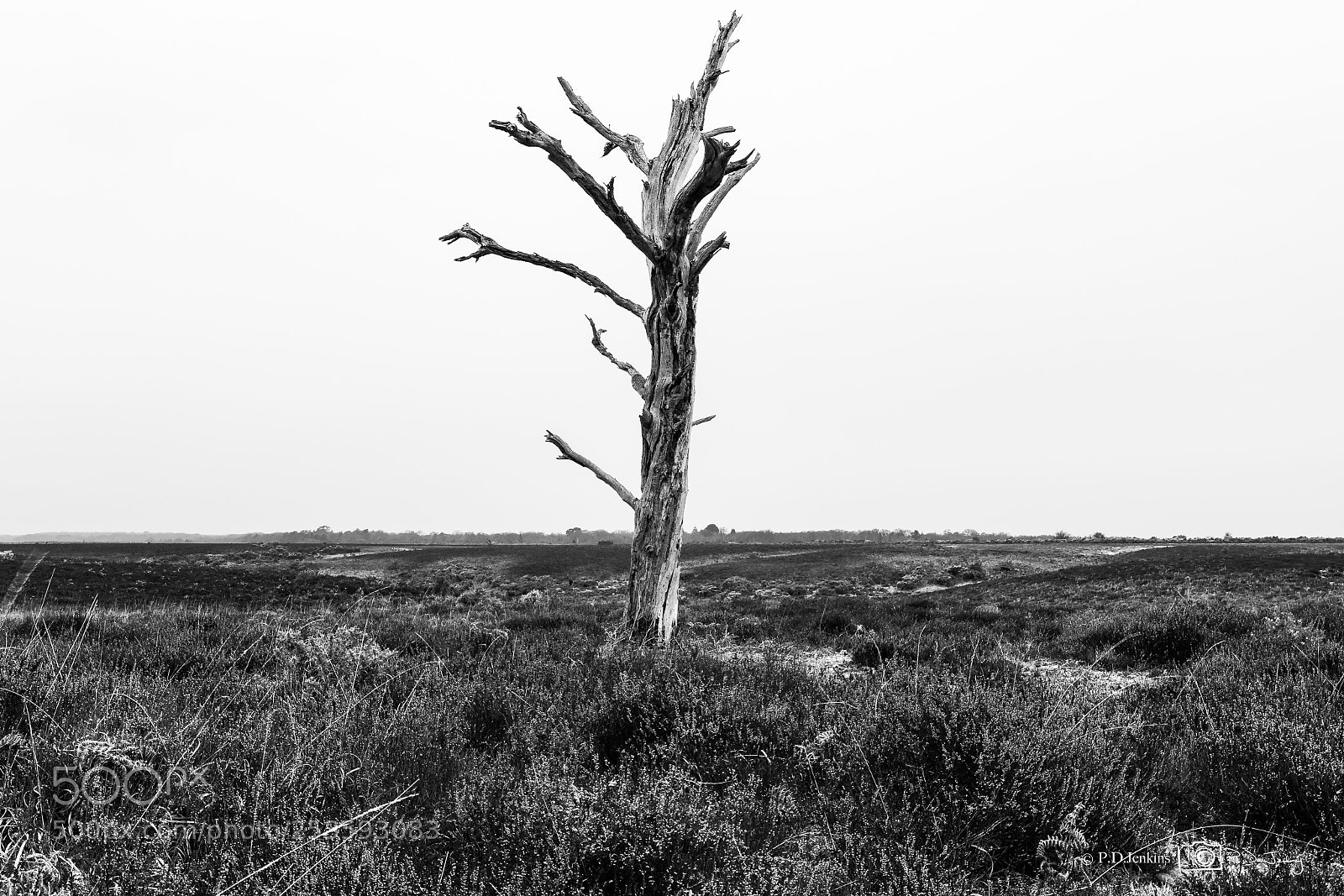 Canon EOS 70D sample photo. Withered photography