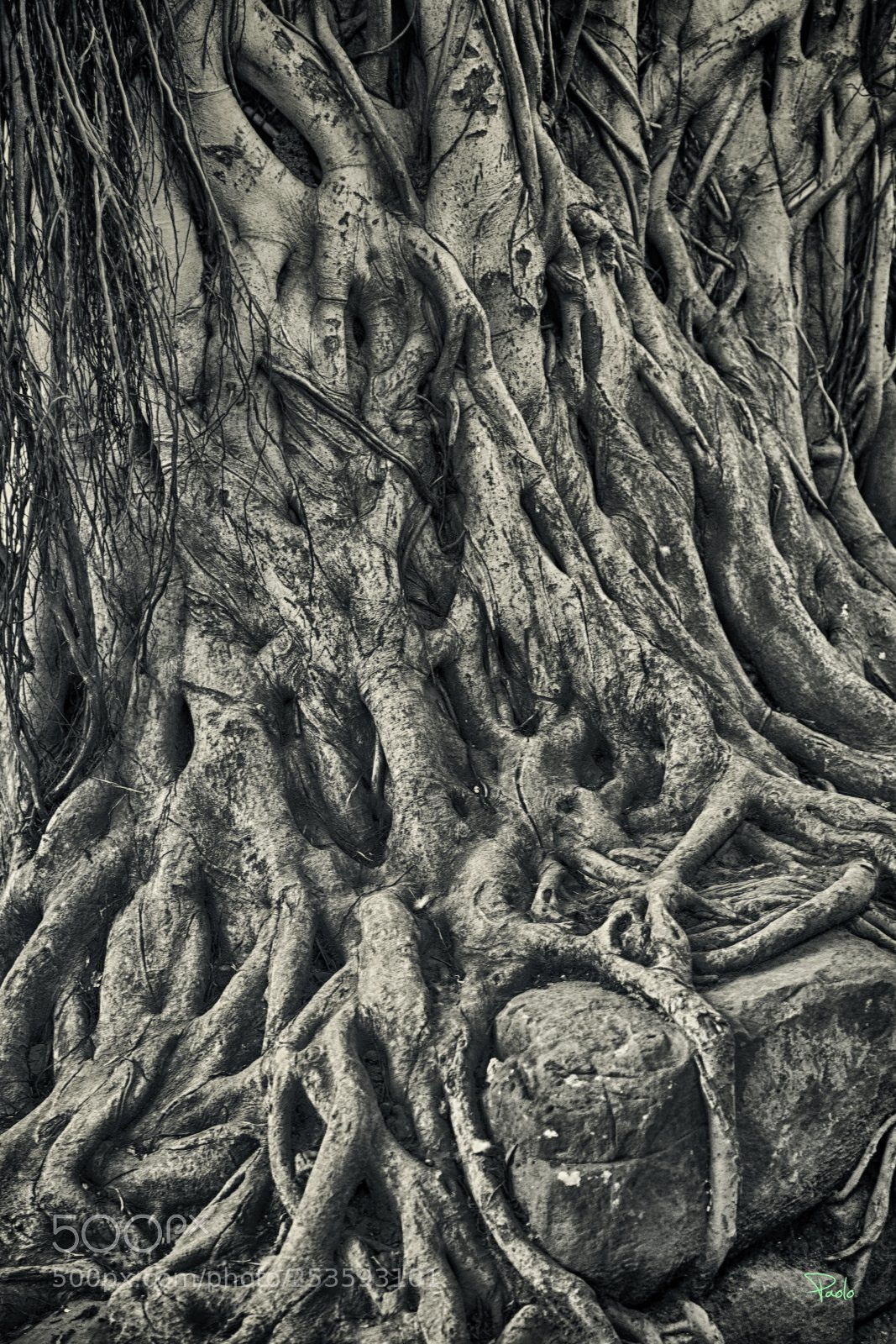 Canon EOS 5D Mark II sample photo. Roots photography