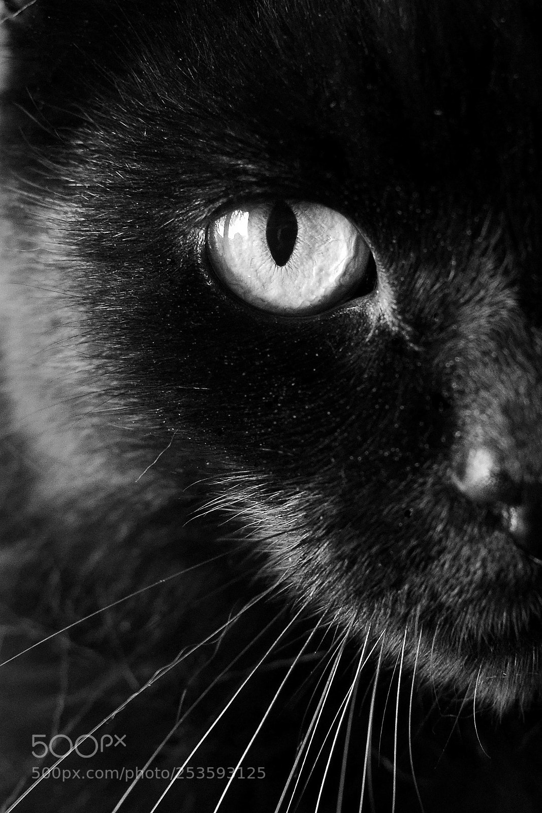 Nikon D7000 sample photo. Panther photography
