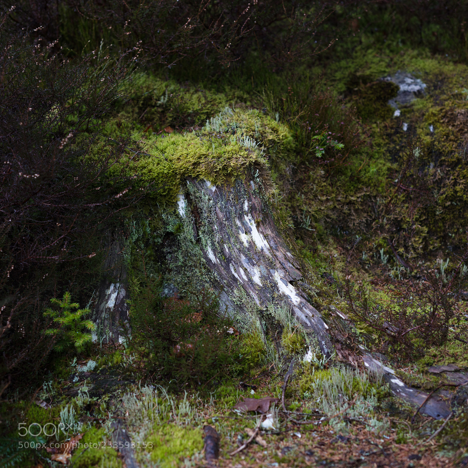Canon EOS 5DS R sample photo. Deep in the forest photography