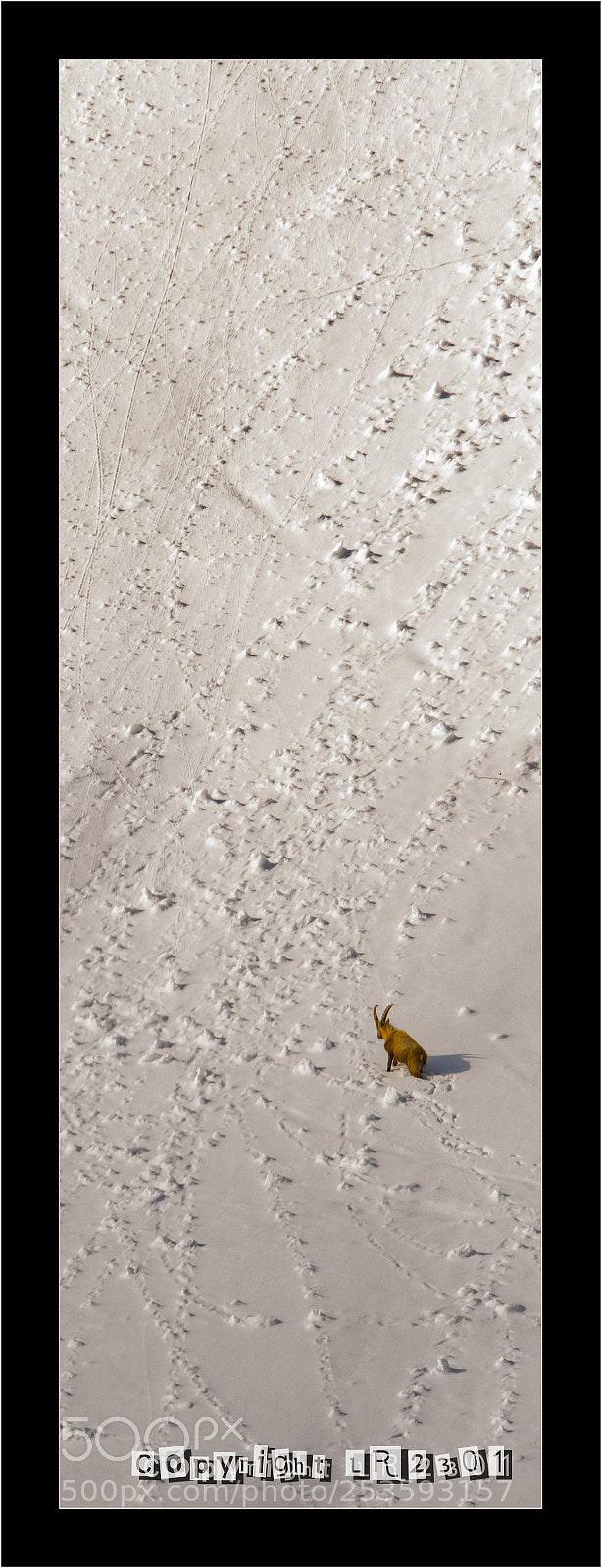 Nikon D500 sample photo. Bouquetin photography