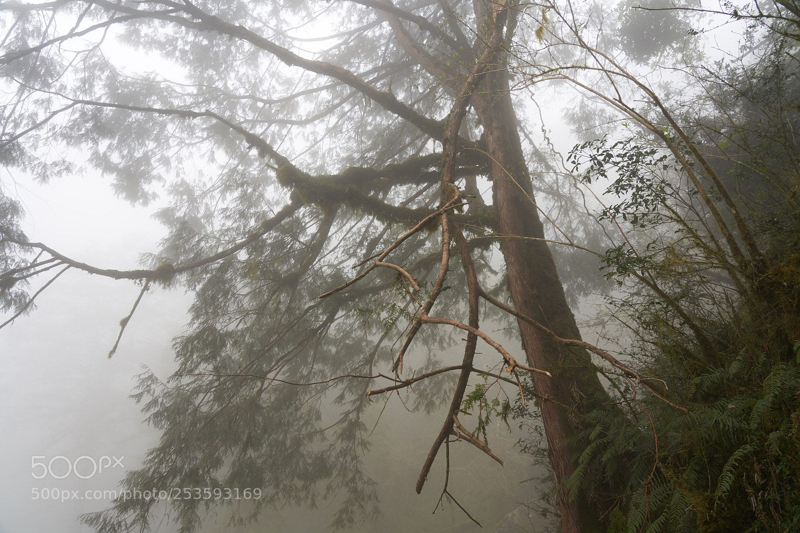 Sony a7R III sample photo. Untitled photography