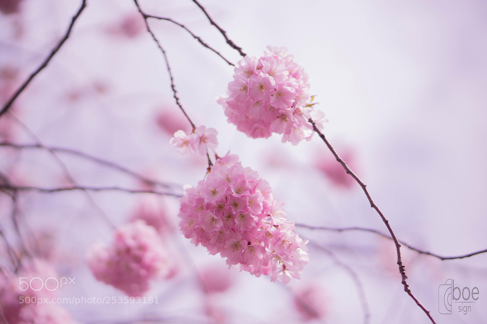 Sony a6000 sample photo. Untitled photography