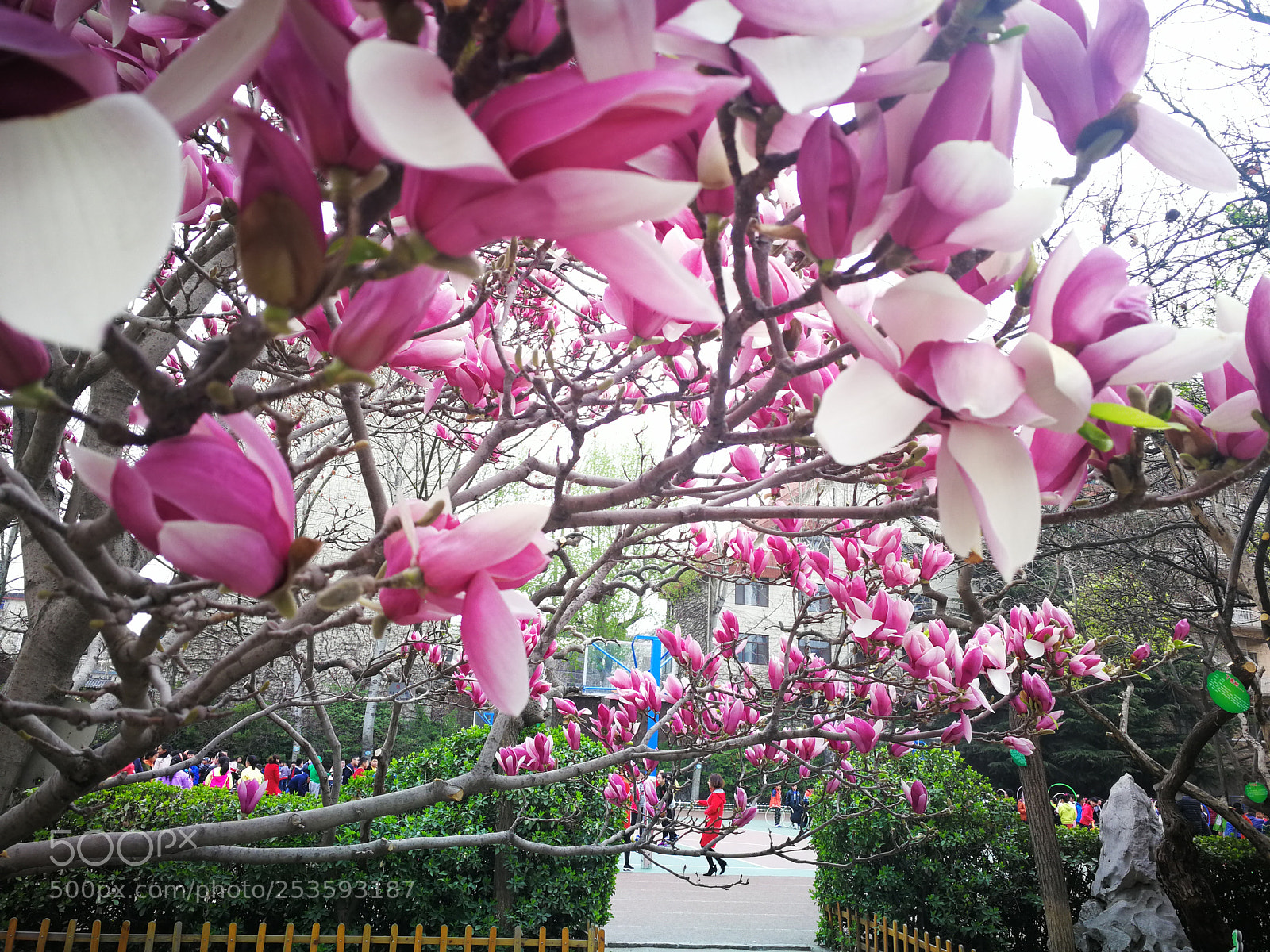 HUAWEI Mate 9 sample photo. Spring in school photography