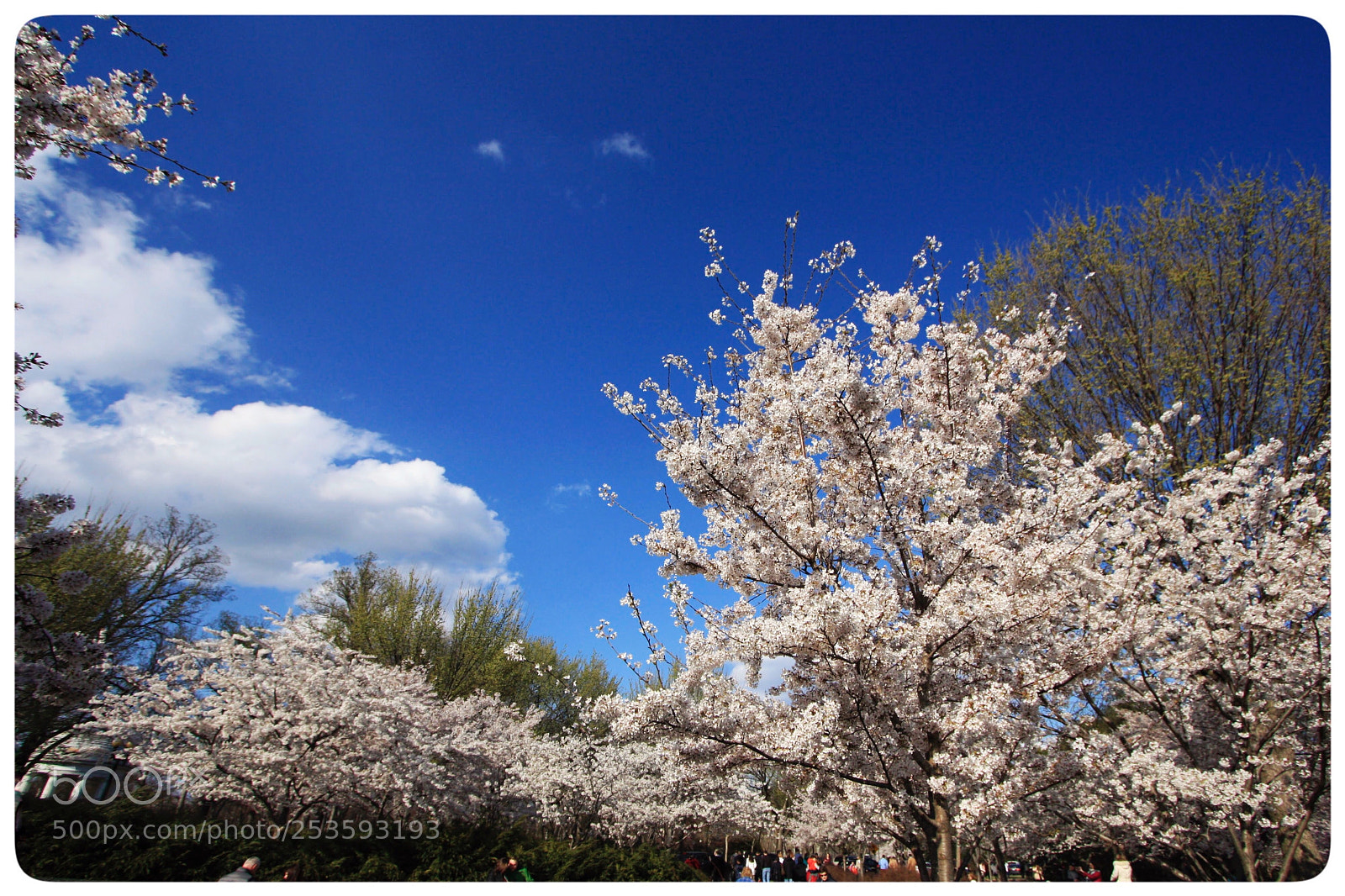 Canon EOS 450D (EOS Rebel XSi / EOS Kiss X2) sample photo. Spring ‘18 photography