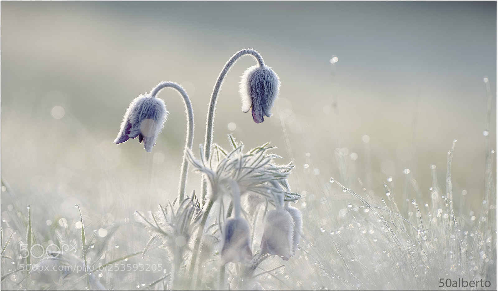 Nikon D610 sample photo. Pulsatille photography