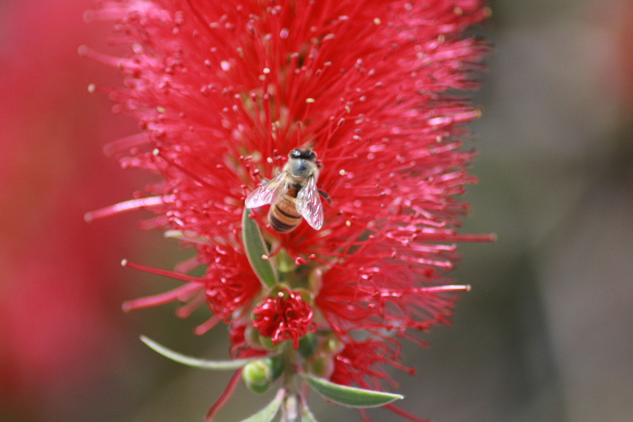 Canon EOS 700D (EOS Rebel T5i / EOS Kiss X7i) sample photo. Be a bee photography