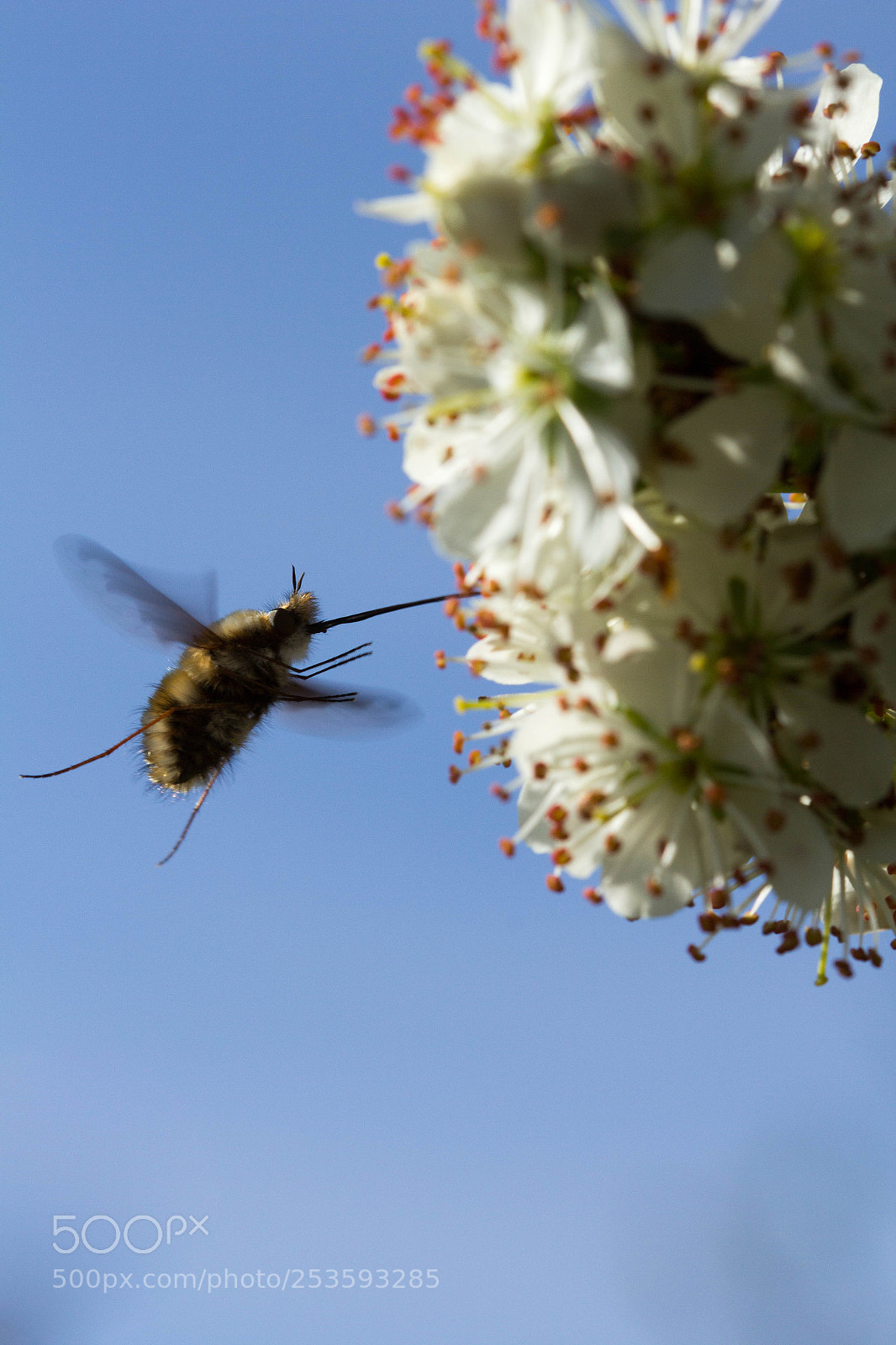 Canon EOS 60D sample photo. Wollschweber photography