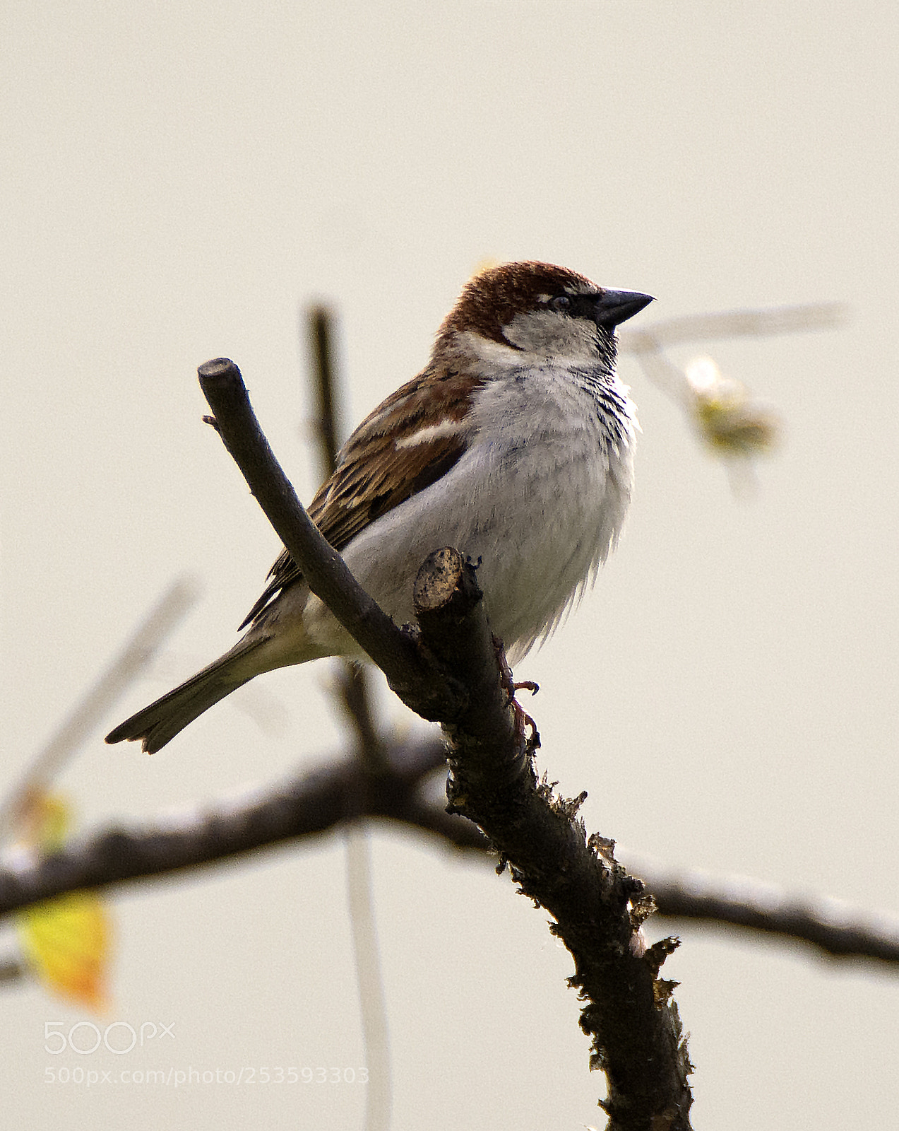 Nikon D7100 sample photo. Sparrow photography