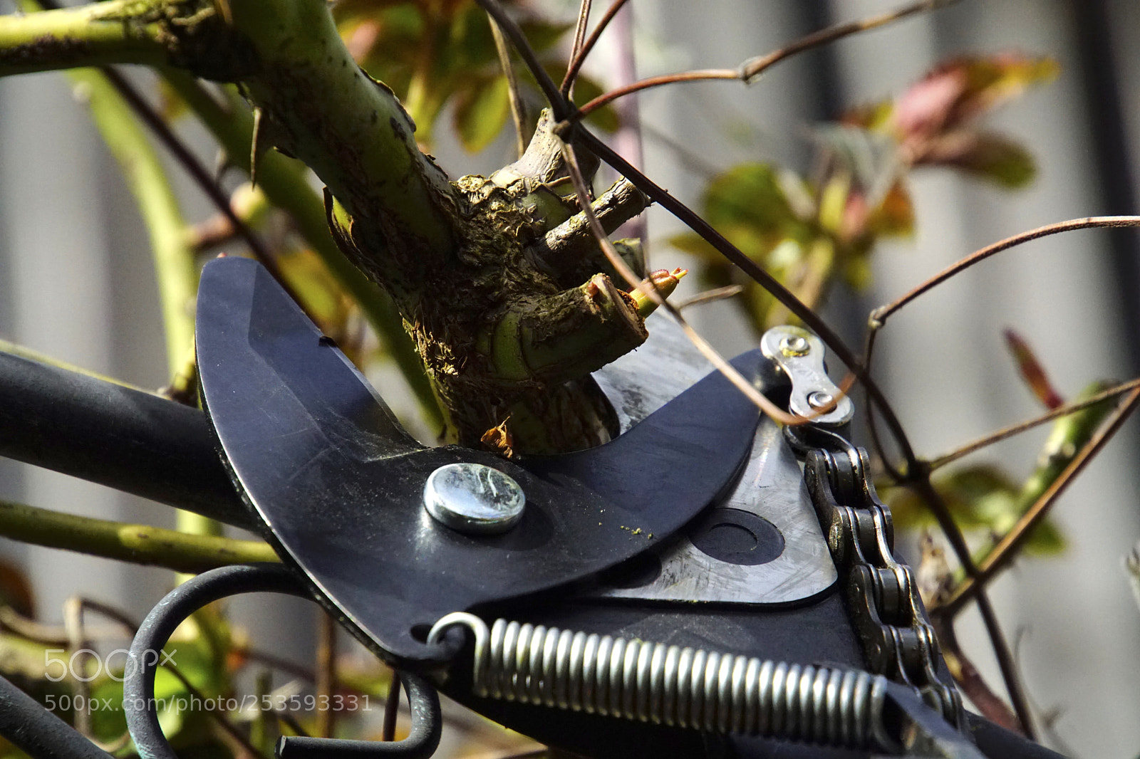 Sony ILCA-77M2 sample photo. Untitled photography