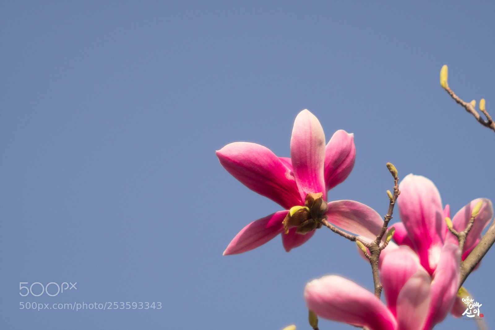 Fujifilm X-T2 sample photo. Sky & magnolia photography