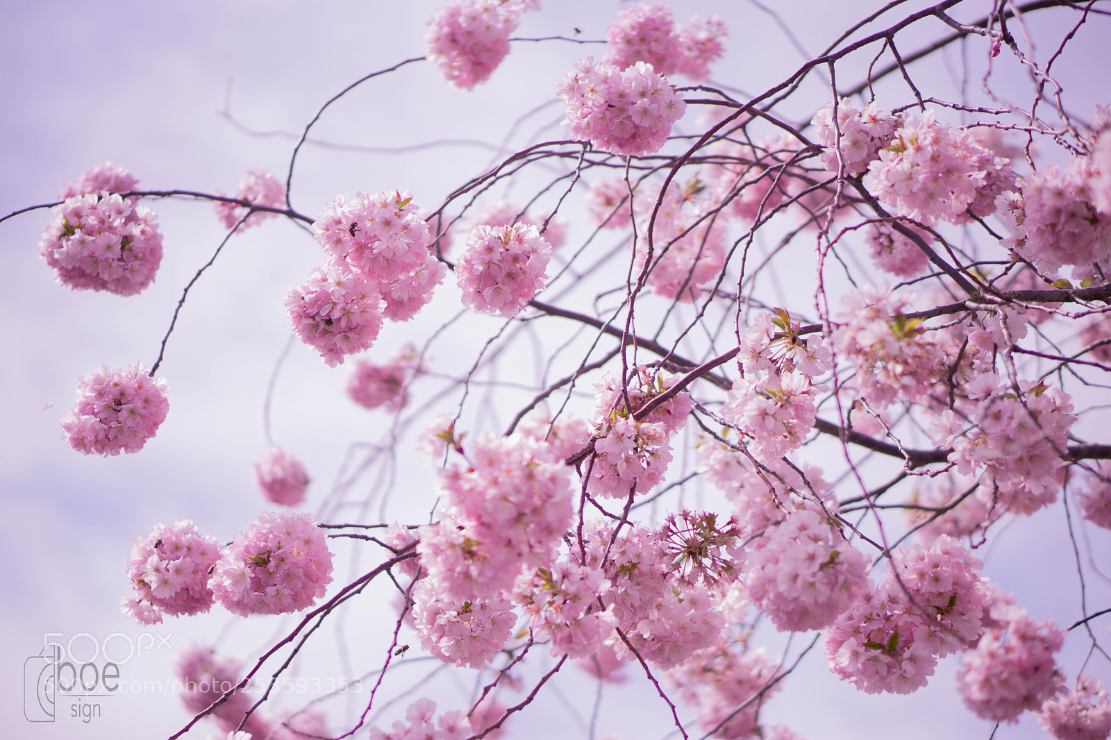 Sony a6000 sample photo. Cherryblossoms in zug photography