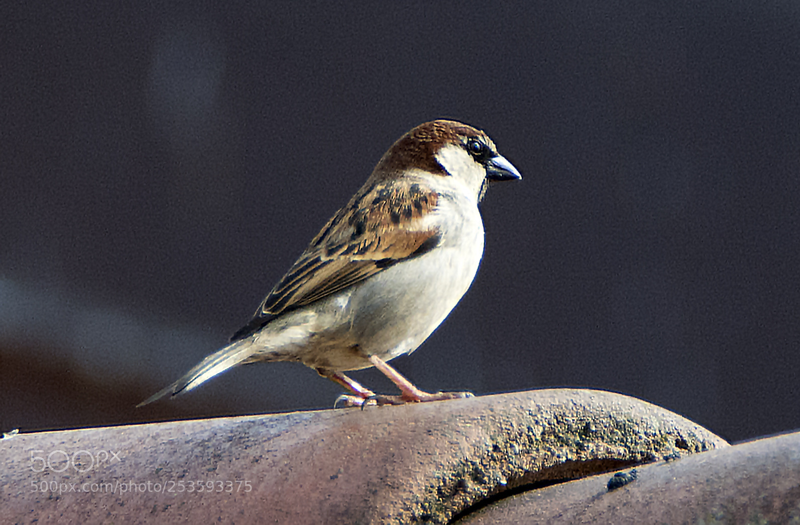 Nikon D7100 sample photo. Sparrow photography