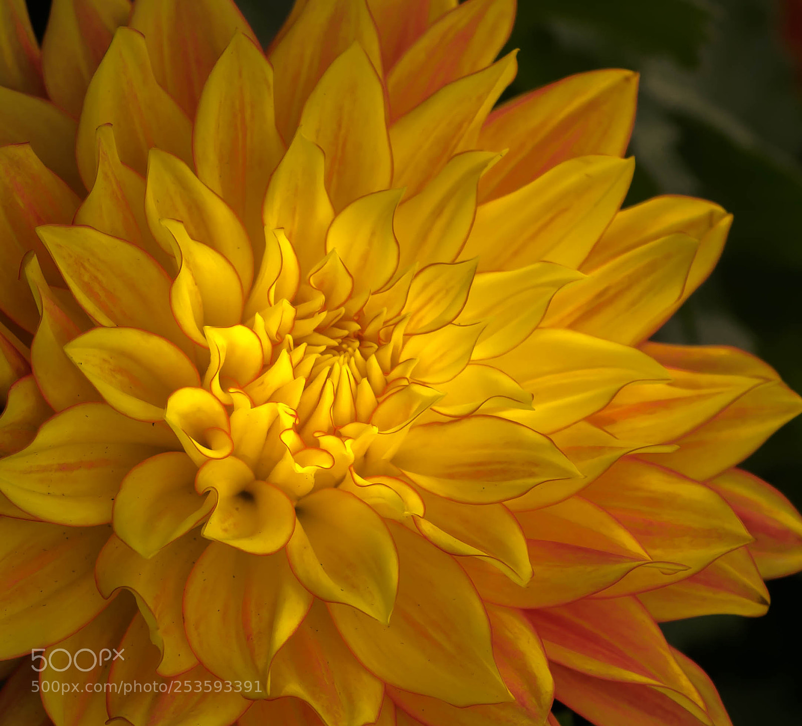 Nikon D5300 sample photo. Yellow jumbo dahlia photography