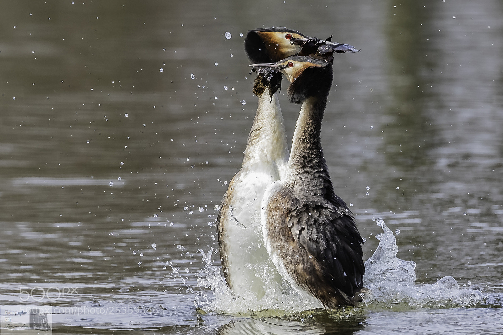 Canon EOS-1D X Mark II sample photo. Mating season photography