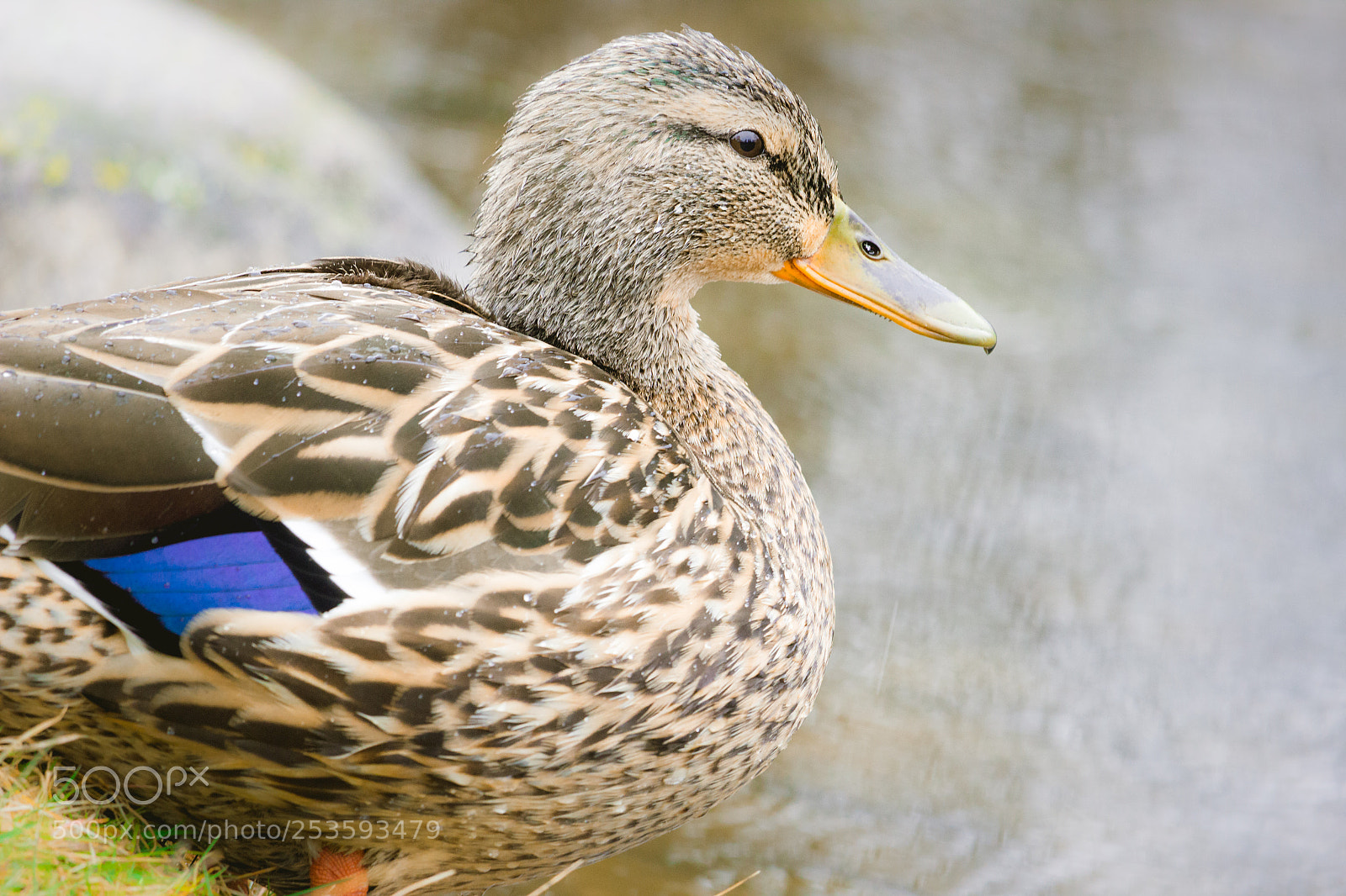 Canon EOS 600D (Rebel EOS T3i / EOS Kiss X5) sample photo. Looking sharp! photography