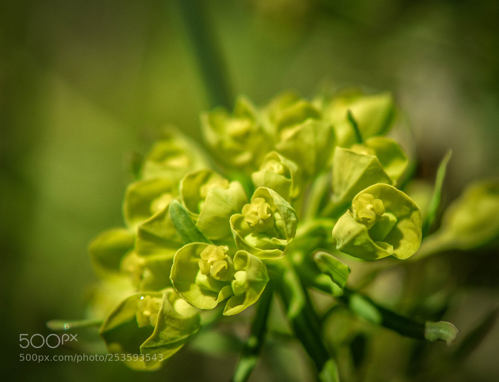 Nikon D5500 sample photo. F6 photography